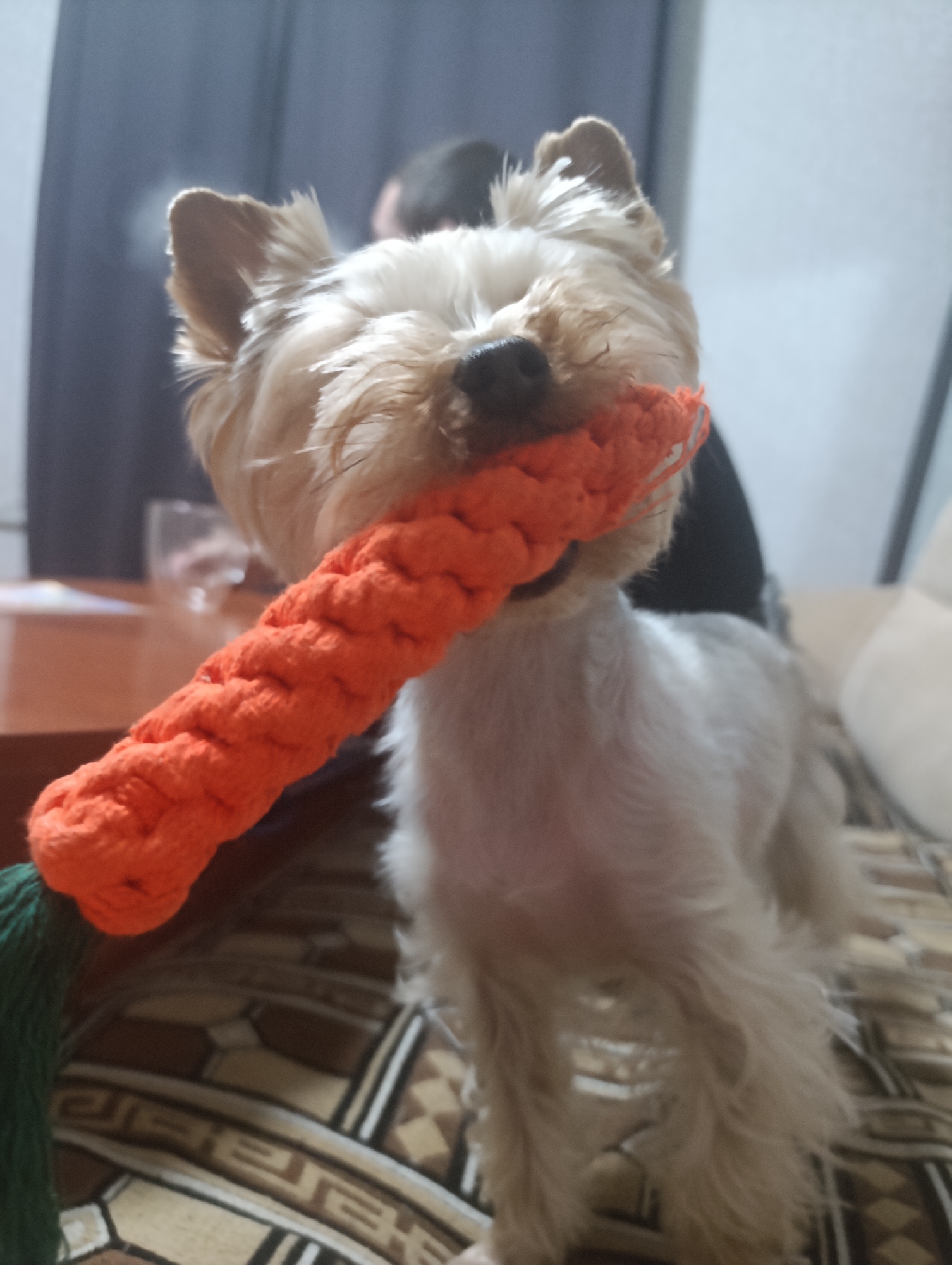 A small, fluffy Yorkshire Terrier dog is standing, holding a bright orange rope toy in its mouth that resembles a carrot. The dog has light brown and white fur, with its ears perked up. It is looking towards the camera with its eyes slightly closed, giving it a playful or content expression. The toy has a green tassel on one end. The dog is positioned on a patterned surface, likely a couch or chair, with a mix of brown, beige, and black geometric designs. In the background, a person is partially visible, with their head and shoulders blurred. The lighting suggests it could be daytime or evening indoors, with a soft light illuminating the dog. The overall scene appears to be a casual, domestic setting.