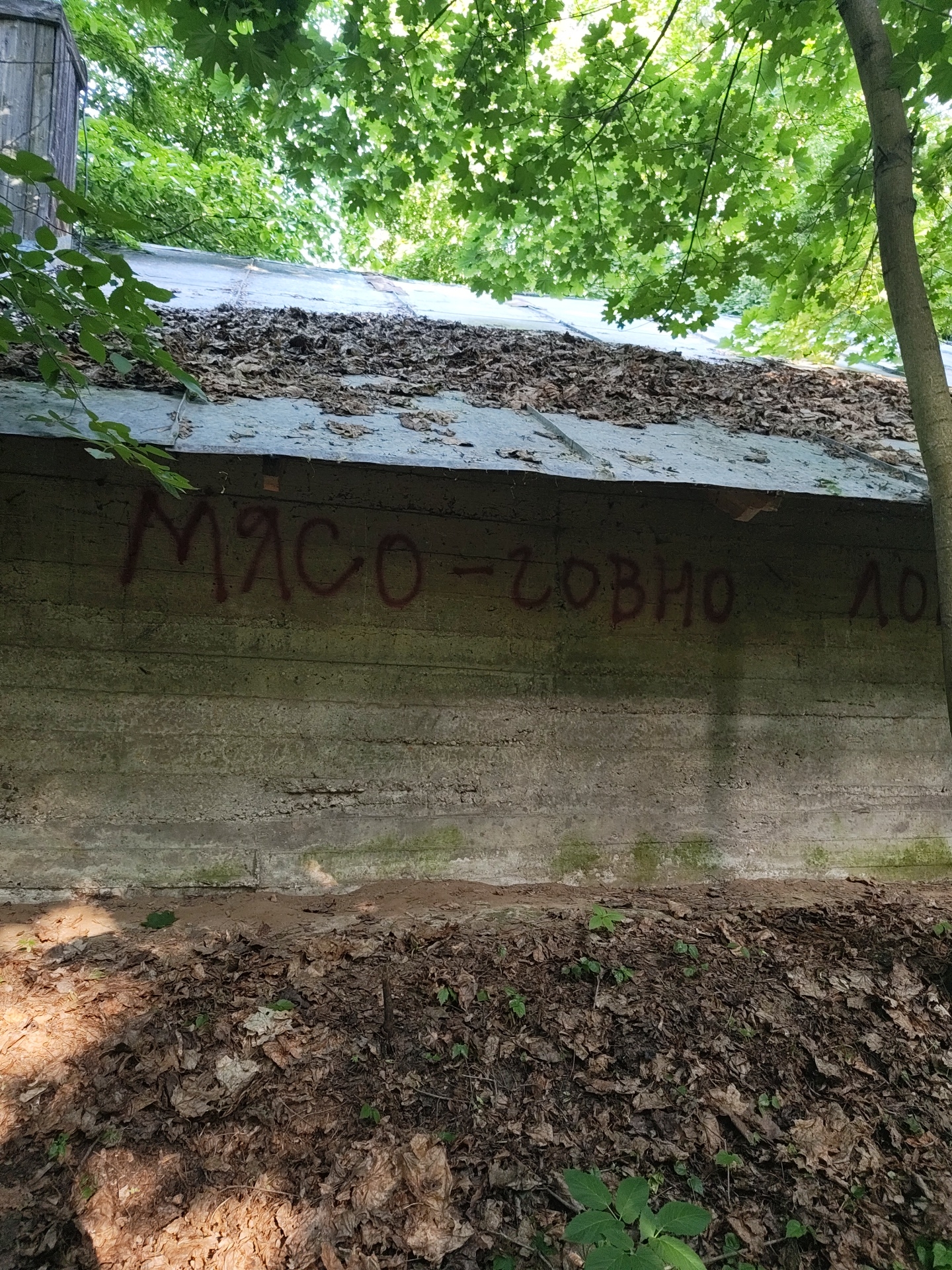 The image depicts an outdoor scene in a natural, wooded environment, with no discernible urban elements. The primary subject is a weathered concrete wall, possibly part of a bunker or retaining structure, presenting a flat, horizontal surface with visible seams or formwork lines. The concrete appears discolored with patches of moss or algae, particularly near the base. Red spray paint graffiti is present on the concrete wall, reading "МЯСО-ГОВНО ЛО". The visible characters are Cyrillic, spelling "MYASO-GOVNO LO" which translates to "MEAT-SHIT LO". The letters 'Л' and 'О' are visible, with the word incomplete.
Above the concrete wall, a flat roof-like surface is visible, covered densely with dry, brown, fallen leaves and some debris. Further above, abundant vibrant green foliage of deciduous trees fills the upper portion of the frame, indicating a dense canopy. Sunlight filters through the leaves, creating bright highlights and dappled shadows across the scene. A slender tree trunk, light brown in color, runs vertically along the right side of the frame, partially obscuring the concrete structure and the canopy.
Below the concrete wall, the ground is covered with a thick layer of brown, dried leaves, interspersed with small patches of green undergrowth. A narrow band of bare earth or sandy soil is visible directly at the base of the concrete wall. No individuals, animals, or dynamic actions are present in the image.