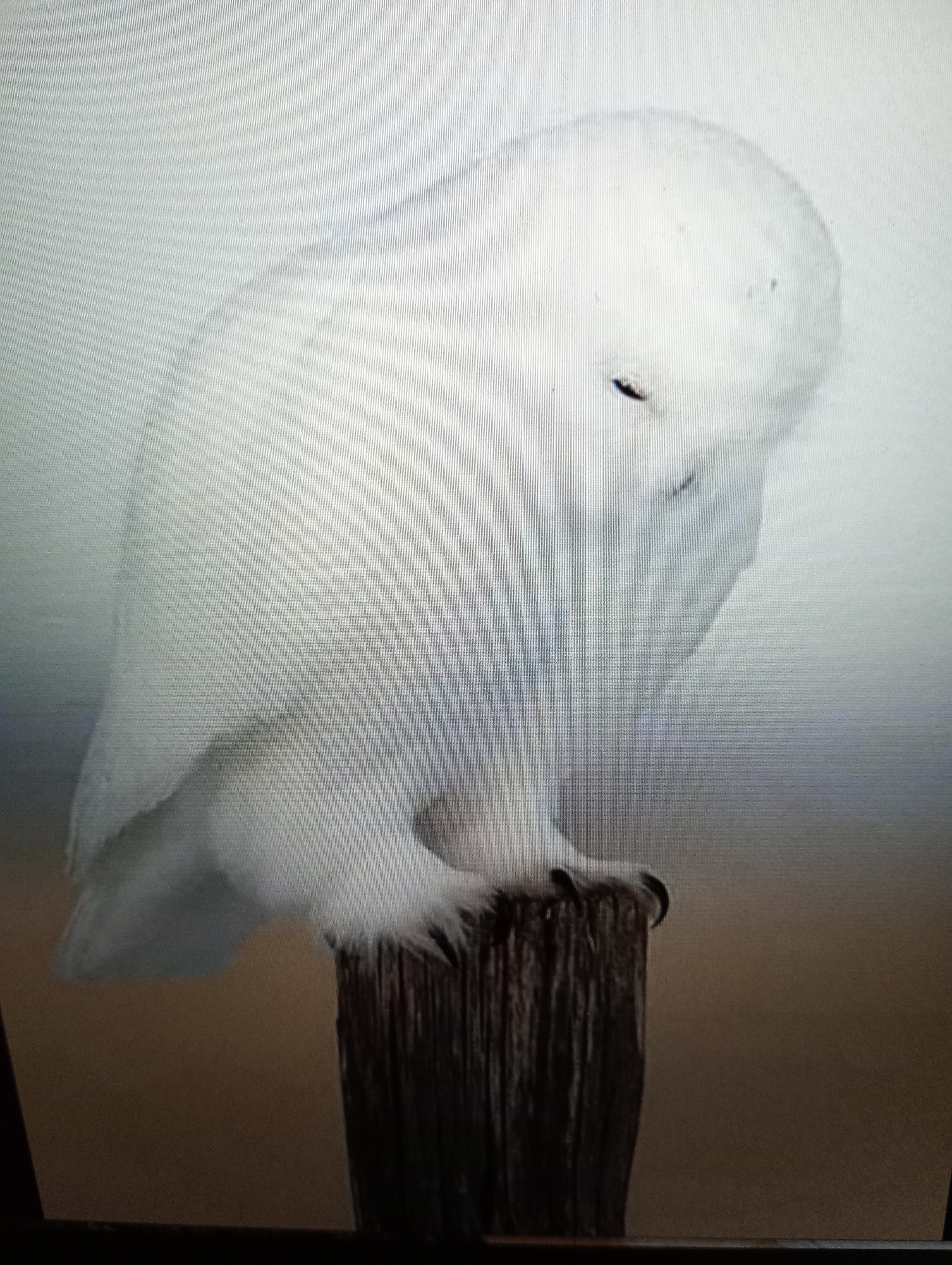 A snowy owl is perched on a wooden post in what appears to be a studio setting. The owl is predominantly white with some subtle gray markings on its head and wings. Its eyes are partially closed, giving it a sleepy or contemplative appearance. The owl's feet are visible gripping the textured surface of the dark wooden post. The background is a gradient of white to a muted brown, suggesting a controlled lighting environment. There is no indication of the city of Harmanli, Bulgaria, or any urban features in this image.
