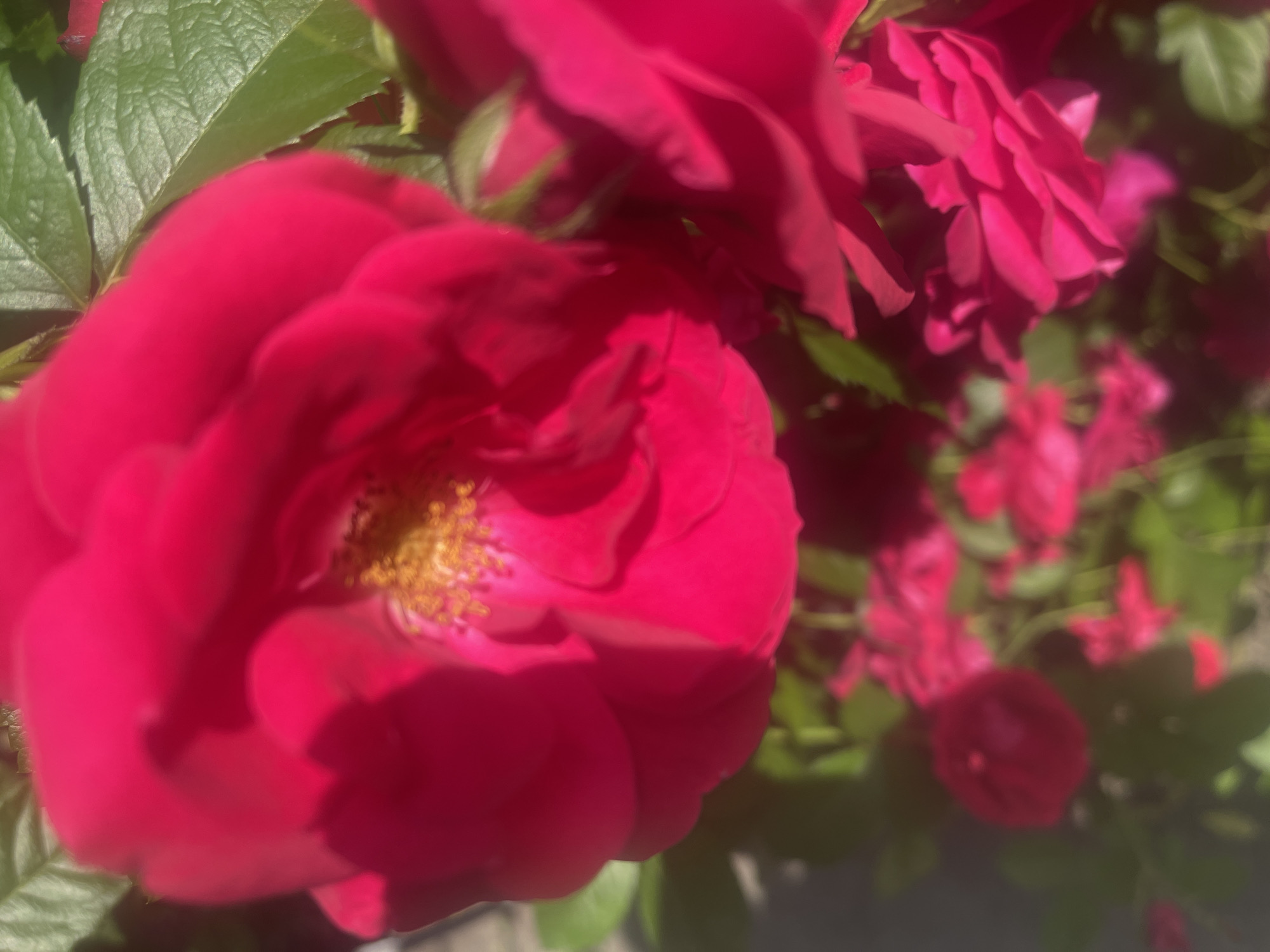 The image captures a close-up, slightly blurry view of bright pink roses in Ohuivka, Ukraine. The focus is on a large, fully bloomed rose in the foreground, showcasing its delicate petals and bright yellow stamen. Several other pink roses, some open and some in bud, are visible in the background, interspersed with lush green leaves. The dappled sunlight suggests it is daytime, possibly a sunny or partly cloudy day. The setting appears to be a garden or outdoor area, hinting at a natural, tranquil environment. There is no text visible in the image. The overall impression is one of natural beauty and vibrancy.