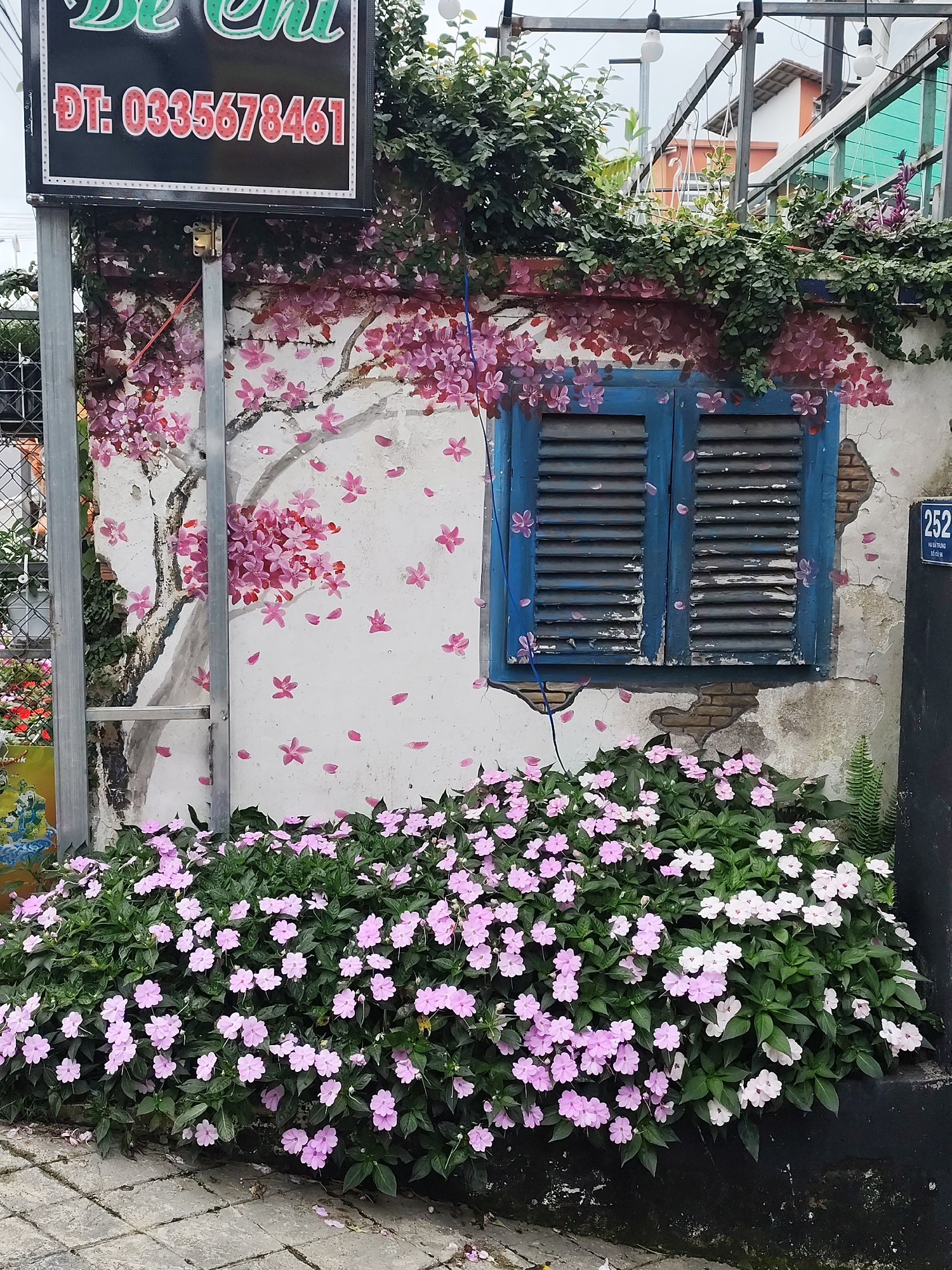 The image depicts a quaint, artistic facade of a building, likely a shop or cafe, situated in the city of Da Lat, Vietnam. The wall is adorned with a vibrant mural of a cherry blossom tree in full bloom, with delicate pink petals scattered across the white plaster. A weathered, blue-shuttered window is a prominent feature of the wall, adding a rustic charm. In front of the building, a lush bed of pink and white impatiens flowers spills over the edge, creating a colorful and inviting display. A metal pole, likely part of a sign structure, stands to the left of the mural. The overall impression is one of a charming and picturesque urban oasis, characteristic of Da Lat's artistic and floral-rich landscape.