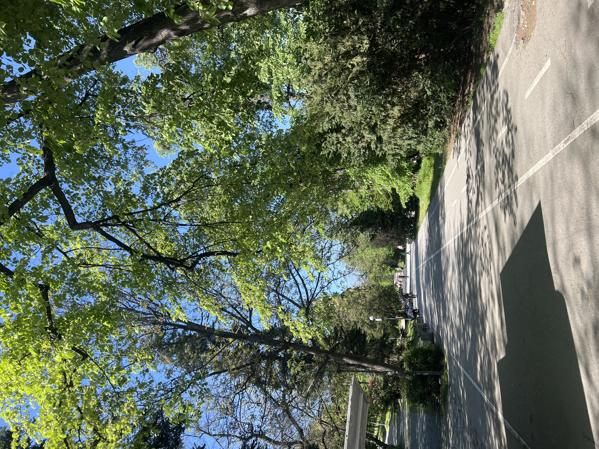 An outdoor daytime shot in a park within Plovdiv, Bulgaria. The image shows a road with painted white lines on the right side, partially shaded by trees. The left side features trees with leaves in various shades of green, partially obscuring a view of the sky. In the distance, people are visible along the road.
