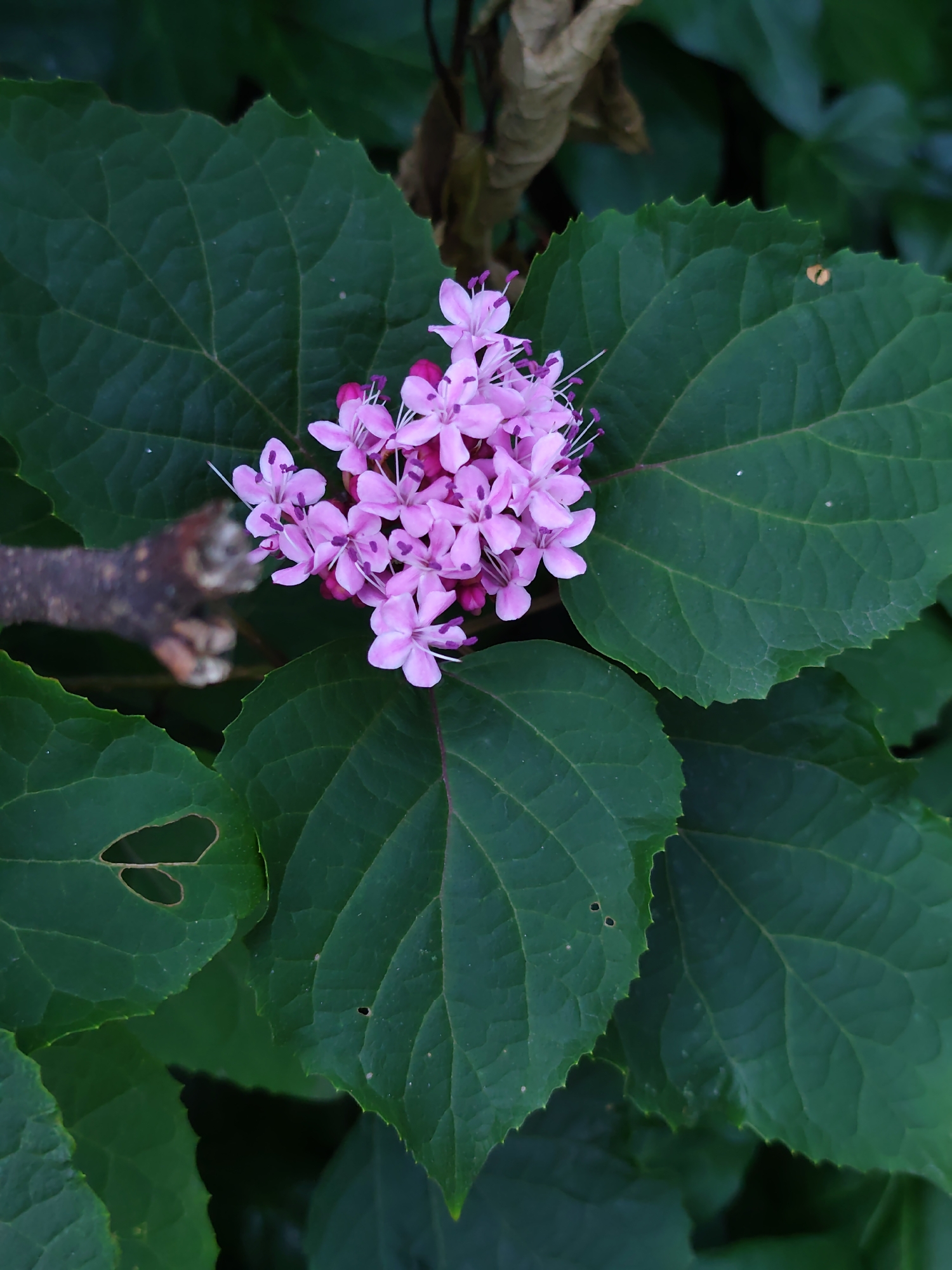 A cluster of delicate pink flowers with white stamens is prominently displayed in the center of the image, surrounded by large, dark green leaves. One of the leaves has two irregular holes. To the left of the flowers, a portion of a brown, textured branch is visible. The overall setting appears to be a natural, outdoor environment. There are no people present in the image. The image was captured in the city of Sochi, Russia.