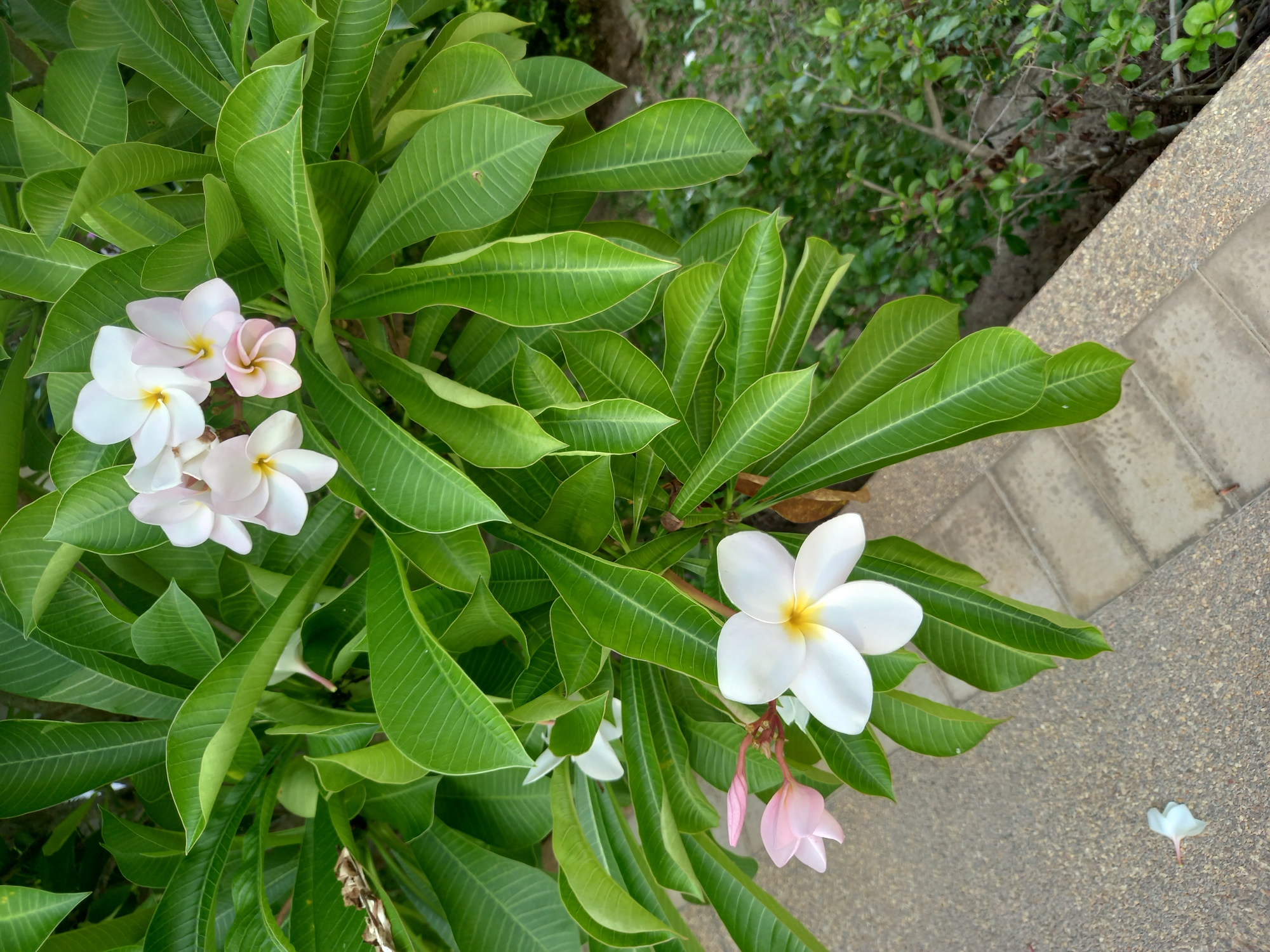 In Baan Mae Nam, Thailand, a close-up view captures a Frangipani tree in bloom, its white and pink flowers contrasting with the lush green leaves. The flowers are clustered on branches, some fully open with yellow centers, others in bud. Below the foliage, a textured, light-colored paved pathway is visible, made of interlocking rectangular stones. A single fallen white flower rests on the pathway. The background is softly blurred, showing more greenery from surrounding bushes and vegetation, suggesting an outdoor environment in a tropical setting. The lighting indicates it is daytime, with natural light illuminating the scene.