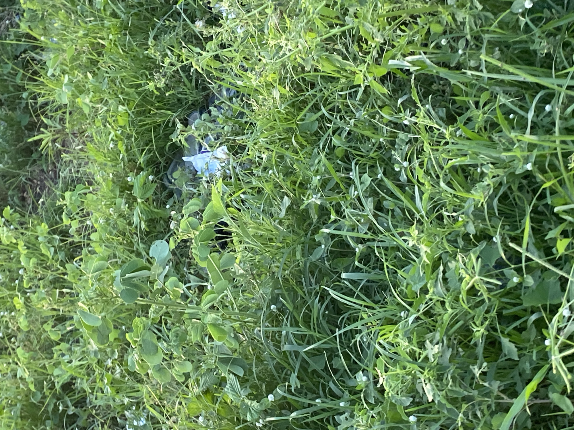 The image shows a patch of overgrown green grass with some white flowers scattered throughout. In the center of the frame, there is a crumpled piece of light blue plastic bag partially buried in the foliage. The scene appears to be a natural outdoor environment. There is no indication of the location being the city of Jauro Yinu, Nigeria.