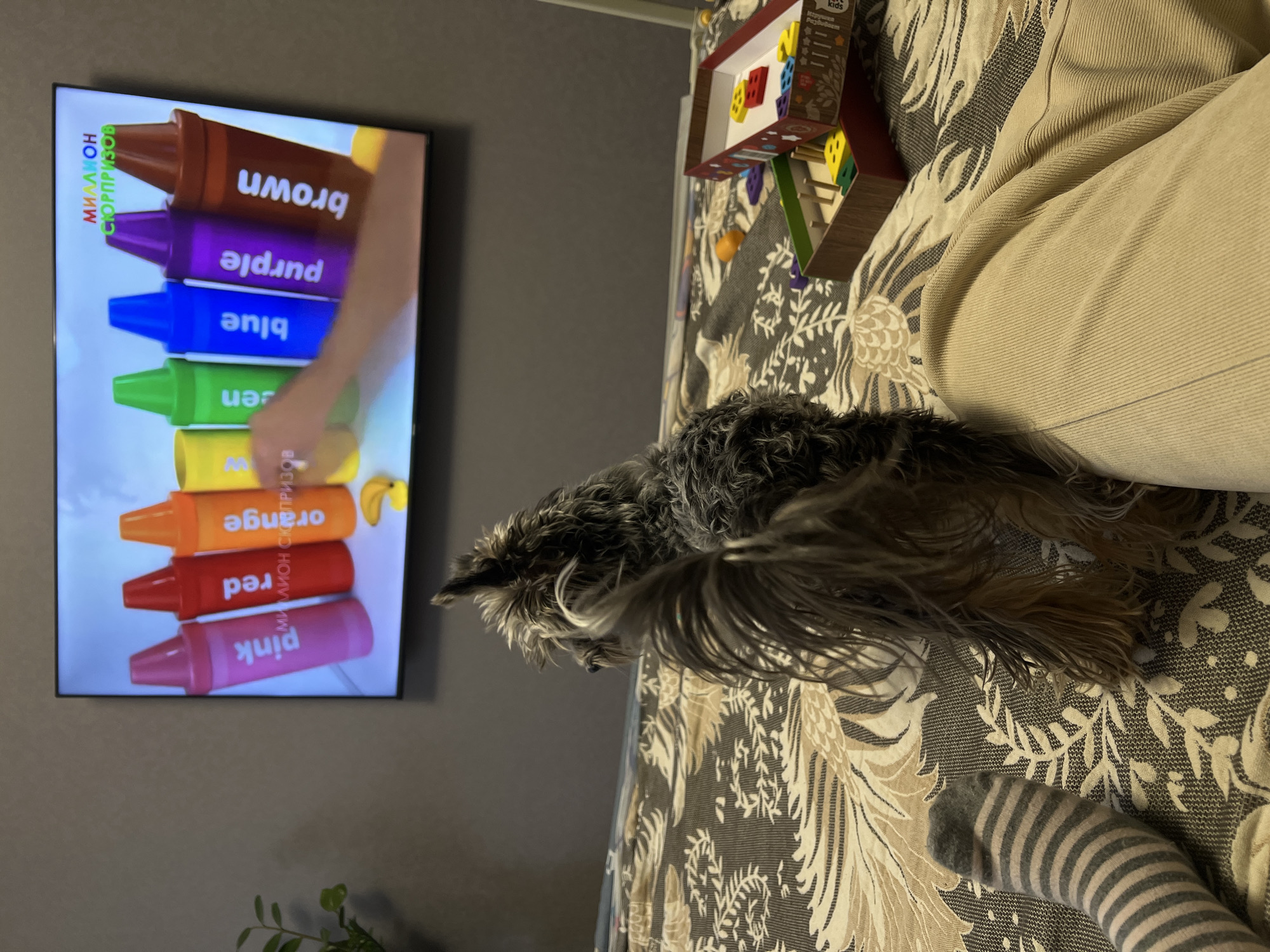 An indoor scene depicts a small, long-haired dog, likely a Yorkshire Terrier or similar breed, positioned centrally on a patterned surface, facing away from the camera and towards a wall-mounted flat-screen television. The dog's fur is dark gray and brown, with a prominent, long-haired tail.
In the foreground, to the left of the dog, a human foot clad in a gray and light gray striped sock rests on the patterned surface. To the right of the dog, a portion of a leg in light beige, ribbed pants is visible on the same surface.
The patterned surface, likely a blanket or duvet, features a repeating design of light-colored, stylized leaf or feather motifs on a darker gray or brown background.
The television screen displays an animated educational video. The content shows a sequence of large, colorful crayon-shaped objects, each labeled with an English color name: "pink," "red," "orange," "green," "blue," "purple," and "brown." Russian text, "МИЛЛИОН СЮРПРИЗОВ" (MILLION SURPRISES), is also visible on the screen. A human hand is depicted interacting with the crayons on the screen, and a yellow, banana-shaped object is visible at the bottom right of the screen's display.
To the left of the television, a small green plant in a pot is partially visible against a plain, dark gray wall. To the right of the dog, on the patterned surface, an open cardboard box containing colorful yellow, red, and blue geometric shapes, part of a children's sorting or pegboard game, is visible. A smaller wooden section of the game is also present. A small, round orange object rests near the game box.
The scene takes place in Leninakan, Russia.