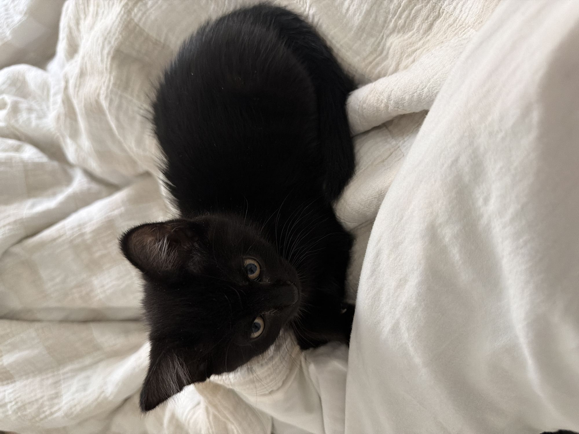 A black kitten lies on white bedding. The kitten is curled up, looking up towards the camera with golden eyes and prominent whiskers. The bedding is rumpled and soft. The location is unknown.
