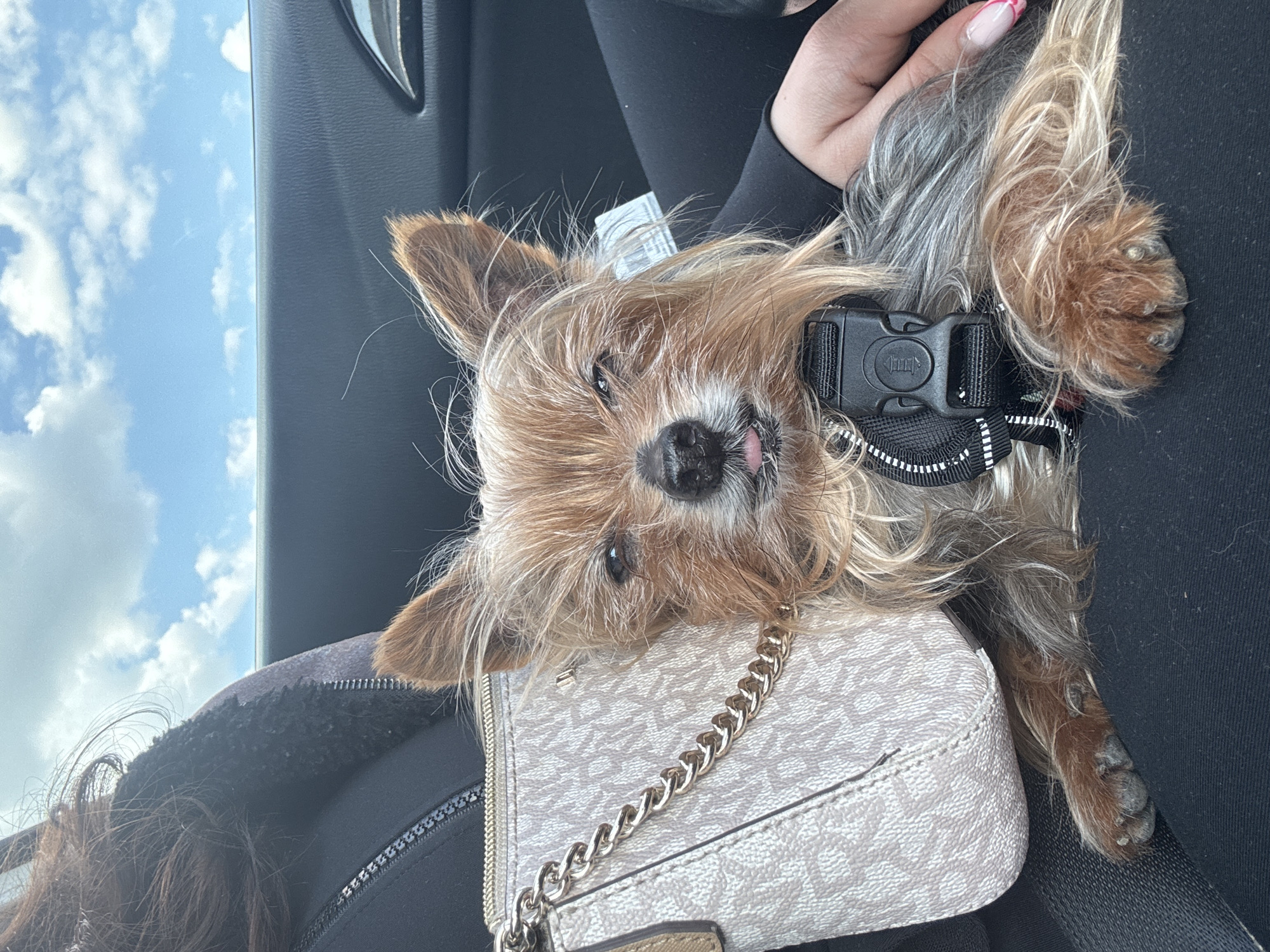 A medium, close-up shot of a tan, brown, and grey Yorkshire Terrier dog, lying on a light beige handbag with a gold chain, worn by a person in a car. The dog has a black harness. The person wears a black jacket and black top. The background shows a blue sky with clouds, visible through the car window. The location is not discernible from the image.