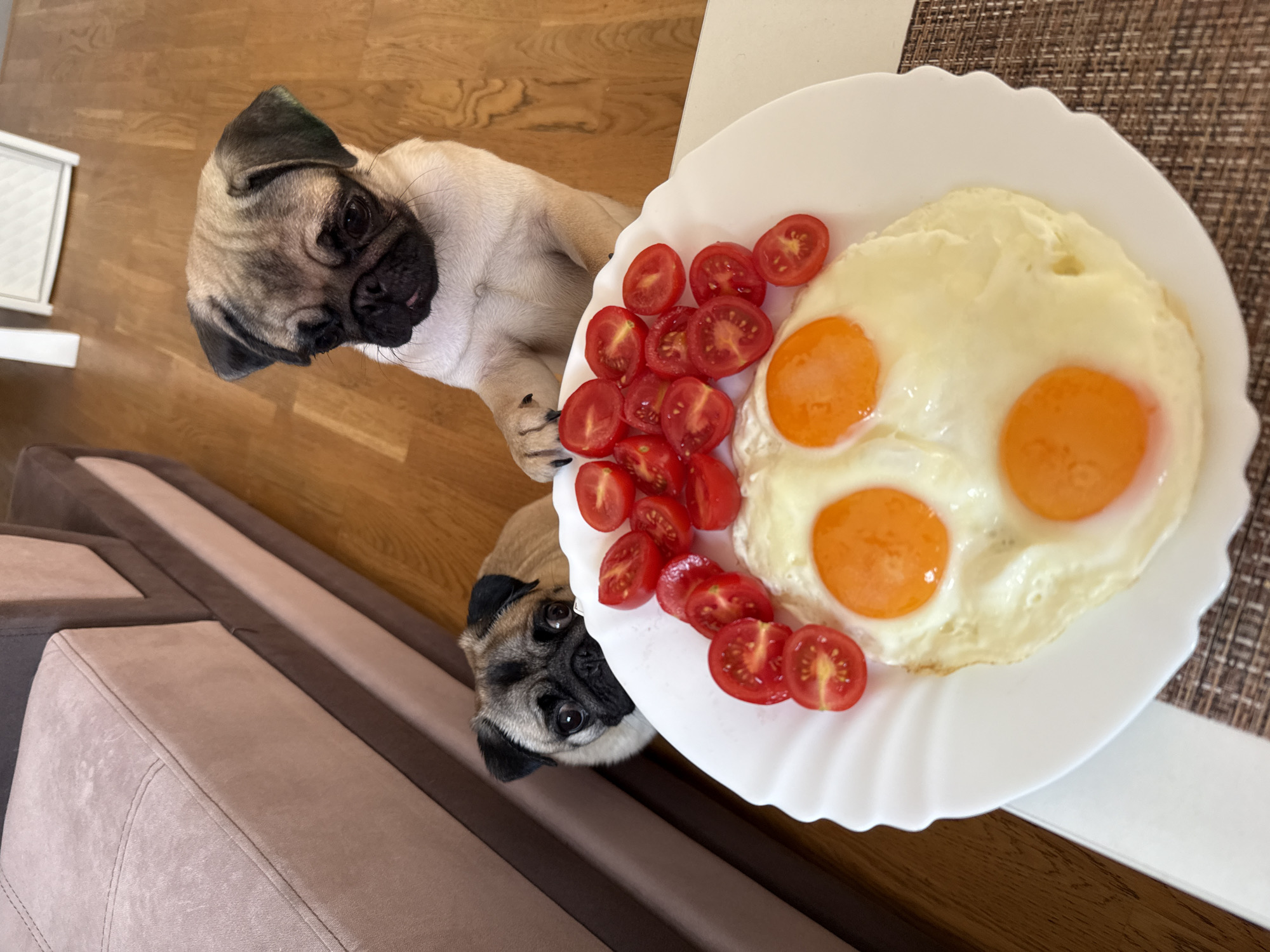 In this eye-level, slightly high-angle shot, two pugs are the main subjects, positioned on a wooden floor. One pug is in the foreground, facing the camera with a curious expression. Its head is tilted, and its eyes are wide. The second pug is behind the first, also looking towards the camera.
Next to the pugs, a white plate holds a breakfast spread. Three fried eggs with bright orange yolks are arranged on the plate, surrounded by a pile of halved cherry tomatoes. The plate has a decorative, scalloped edge. The setting appears to be indoors, as indicated by the wooden flooring and what looks like furniture in the background, possibly a sofa. A placemat with a woven texture is visible beneath the plate.
The lighting suggests it might be daytime, possibly morning given the breakfast food. The overall mood is one of lightheartedness and perhaps a touch of mischievousness, as the pugs seem to be eyeing the food. There is no visible text in the image.