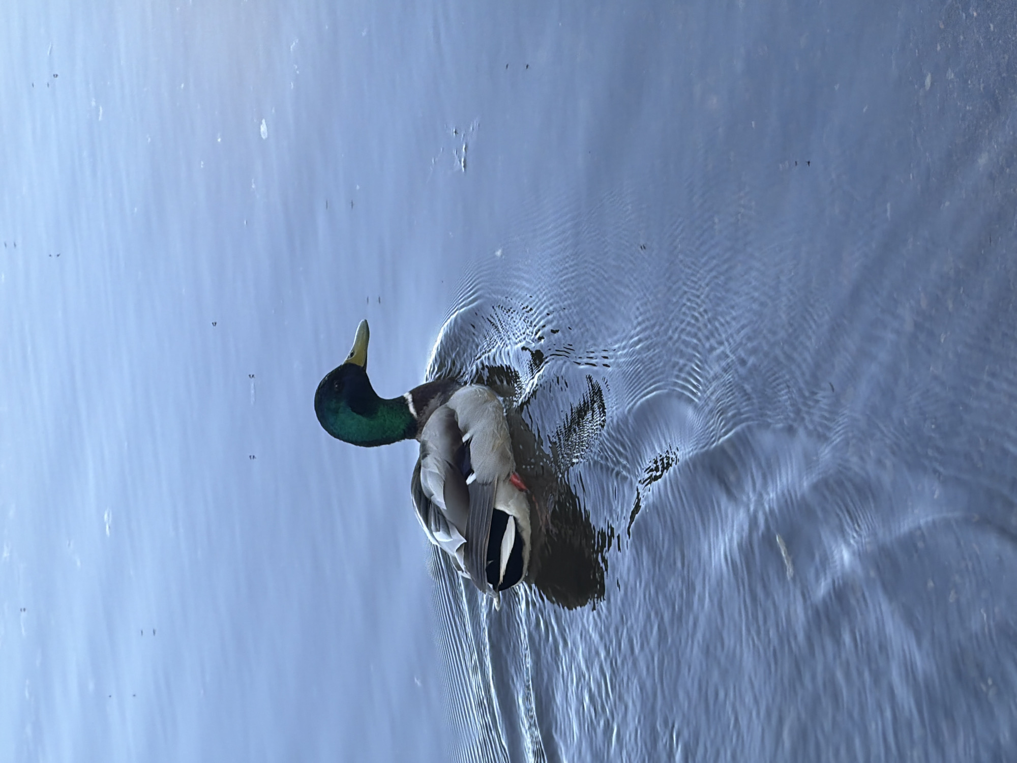 A mallard duck swims in a body of water, creating ripples. The water's color varies from light blue to darker shades, suggesting depth or differing light reflection. The duck has a green head, grey body, and dark tail feathers. The scene is likely located outdoors. There is no other information about the location of the image to include the specific city of Votkinsk, Russia.