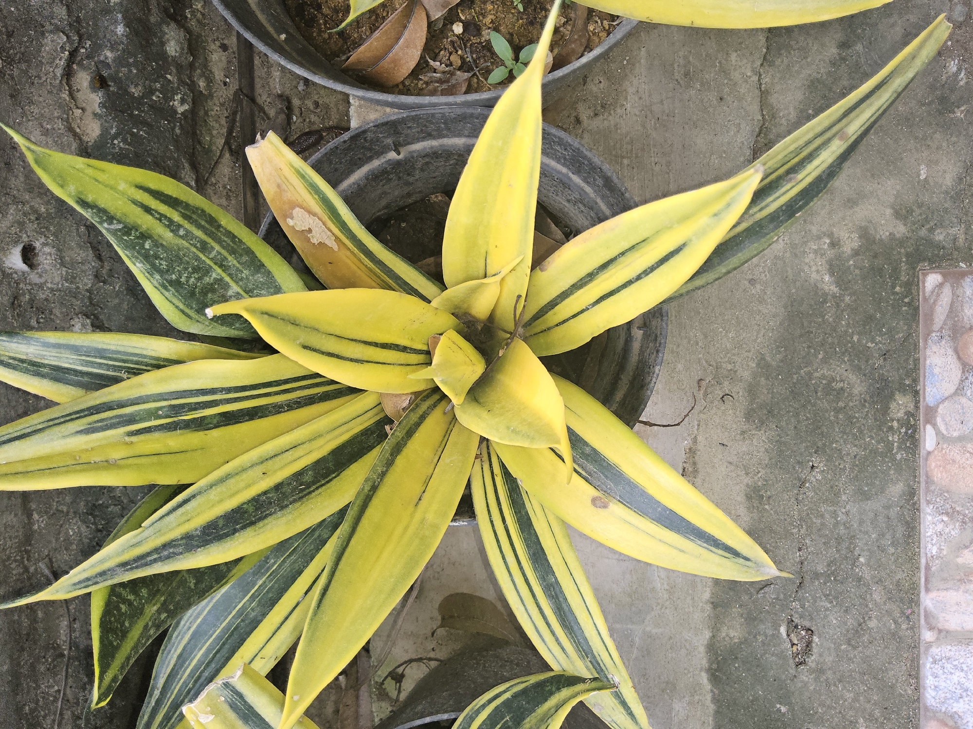 A close-up, overhead shot captures a potted plant with sword-like leaves. The leaves are variegated, featuring a vibrant yellow with dark green stripes running vertically. The plant is in a black plastic pot, which is placed on a concrete surface. To the right, another pot with soil and dry leaves is visible. The background shows a textured concrete wall. The scene is set outdoors, likely in a garden or patio area in Payagaboh, Indonesia.