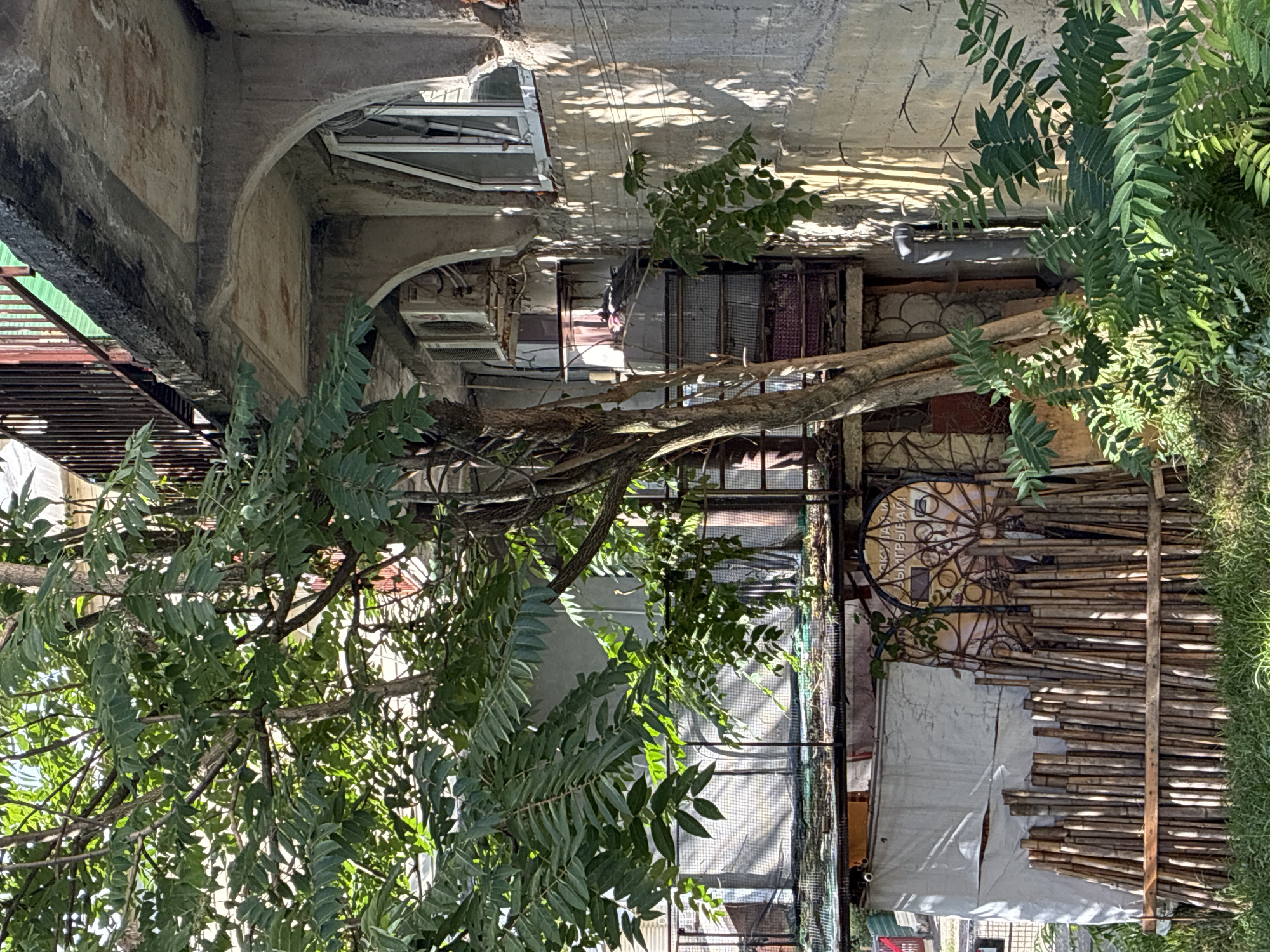 This image depicts a sun-drenched scene in Sochi, Russia, focusing on the exterior of an aged building. A large tree with lush green foliage dominates the left side of the frame, its branches reaching towards the building's balconies. The building itself appears to be constructed of concrete, with visible signs of wear and tear.
On the right side of the image, the building's wall is textured and catches the sunlight, casting dappled shadows from the surrounding foliage. An arched window opening is visible, fitted with a white-framed window. Beneath this, a section of the building reveals further architectural details, including an air conditioning unit mounted on the wall and a metal grate covering an opening.
The lower part of the image shows a collection of bamboo poles arranged vertically and horizontally, forming a makeshift fence or barrier. Behind the bamboo, a large, circular metal decorative element with intricate patterns is partially visible, leaning against a textured wall. A white tarp or fabric covers a portion of the structure behind the bamboo. Green grass and foliage grow at the base of the scene, contributing to a somewhat overgrown and lived-in atmosphere. The overall impression is of a residential area with a mix of natural elements and utilitarian structures, characteristic of some urban environments in Sochi.