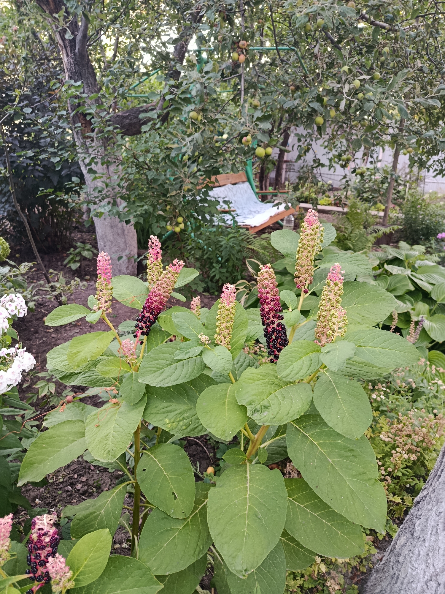 This image depicts a garden scene, likely in Saratov, Russia, given the presence of mature trees that could be apple trees, a common fruit-bearing tree in the region. In the foreground, a plant with large green leaves displays clusters of developing berries that transition from green to pink and then to deep purple. These berry clusters are characteristic of the pokeweed plant, which is known for its toxic berries. Behind this plant, a wooden bench is visible, partially covered by a light-colored fabric, suggesting a seating area within the garden. The background is filled with dense foliage from various plants and trees, creating a natural, somewhat overgrown ambiance. The lighting suggests it is daytime, possibly late afternoon given the soft light filtering through the leaves. There are no people visible in the image, and the scene is tranquil, focusing on the natural elements of the garden.