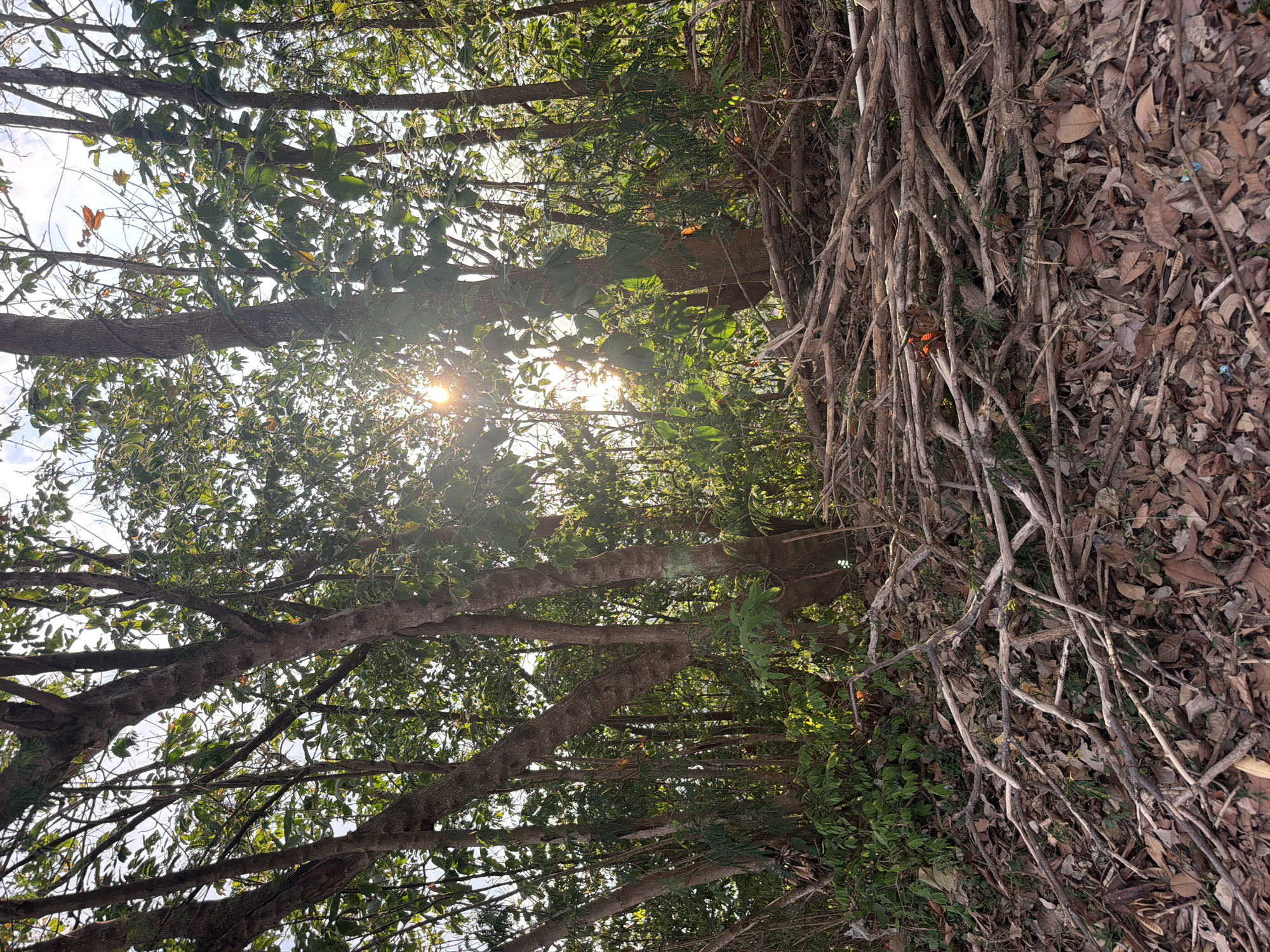 A forest scene at Baan Thong Po, Thailand, features a dense canopy of trees with sunlight filtering through the leaves, creating lens flare. The ground is covered in a thick layer of fallen leaves and a pile of dry, broken branches. The branches are of varying thickness, some small twigs and others thicker limbs, all lying on top of the leaf litter. The trees themselves have rough bark and are interspersed with green foliage. The overall impression is one of a natural, overgrown area with a sense of disarray due to the fallen branches.