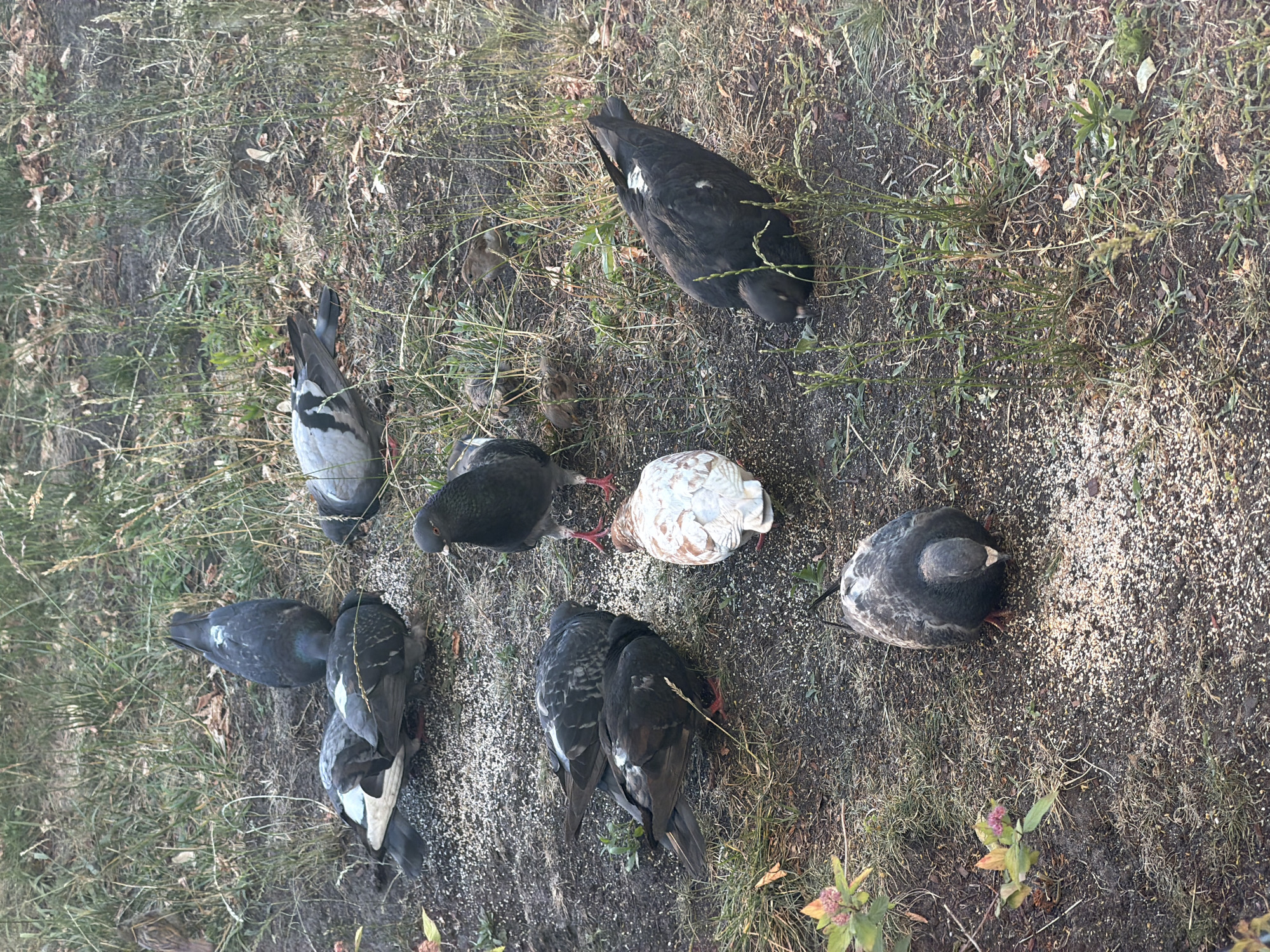 A group of pigeons are gathered on the ground, pecking at scattered birdseed. The scene appears to be an outdoor, unpaved area with sparse grass and dry leaves. One pigeon is predominantly white with brown markings, while the others are various shades of grey and black. Some of the pigeons are standing, while others are hunched over the food. The lighting suggests it is daytime, possibly late afternoon, with dappled sunlight.