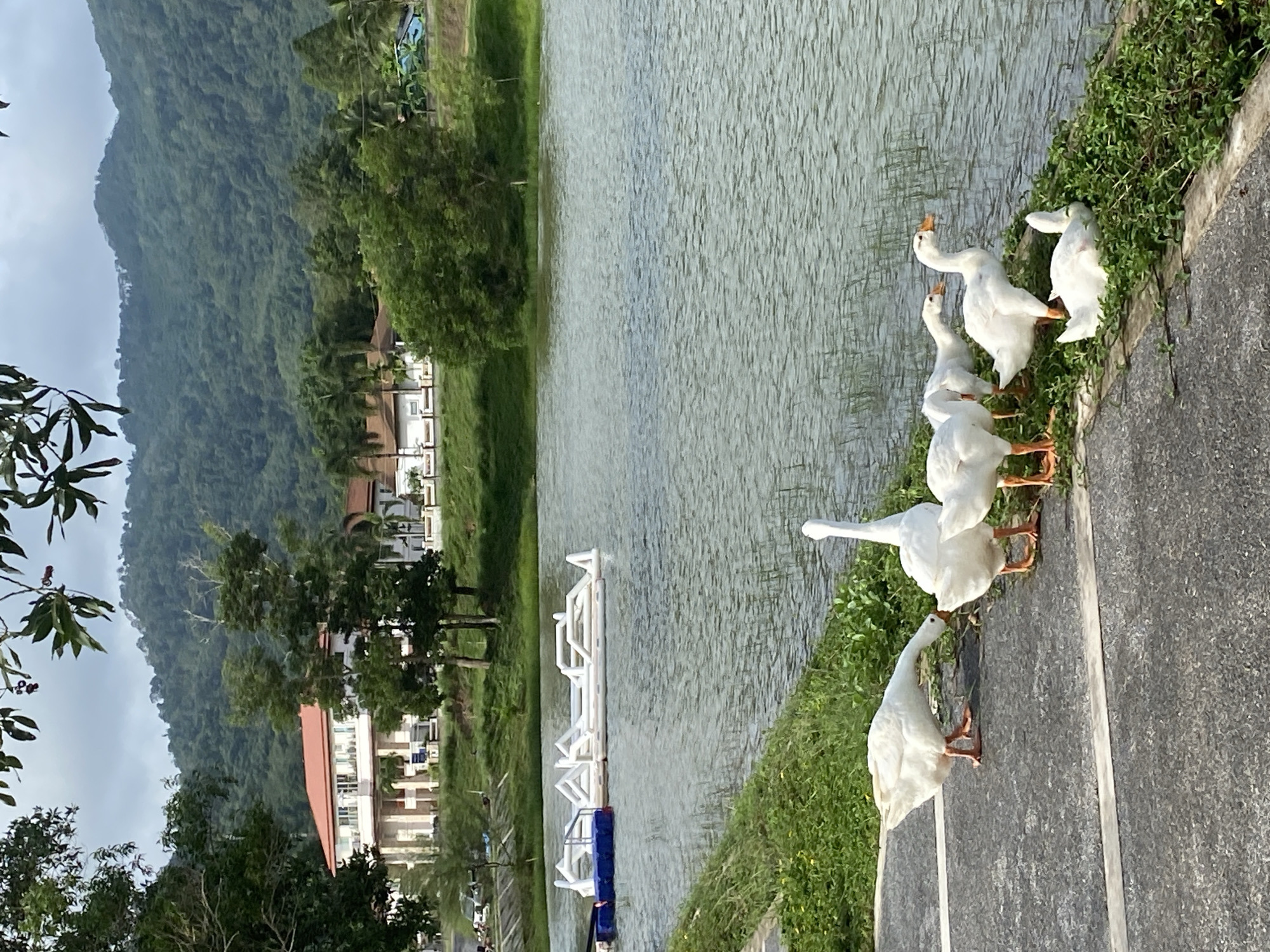 The image depicts a view in Choeng Thale, Thailand. A body of water, likely a lake or pond, is bordered by green vegetation and a paved walkway. Six white geese are gathered near the water's edge on the paved surface. In the background, there is a building with a red roof and a large, lush green mountain. A white structure, resembling a floating dock or platform, is visible in the water. The sky appears overcast.
