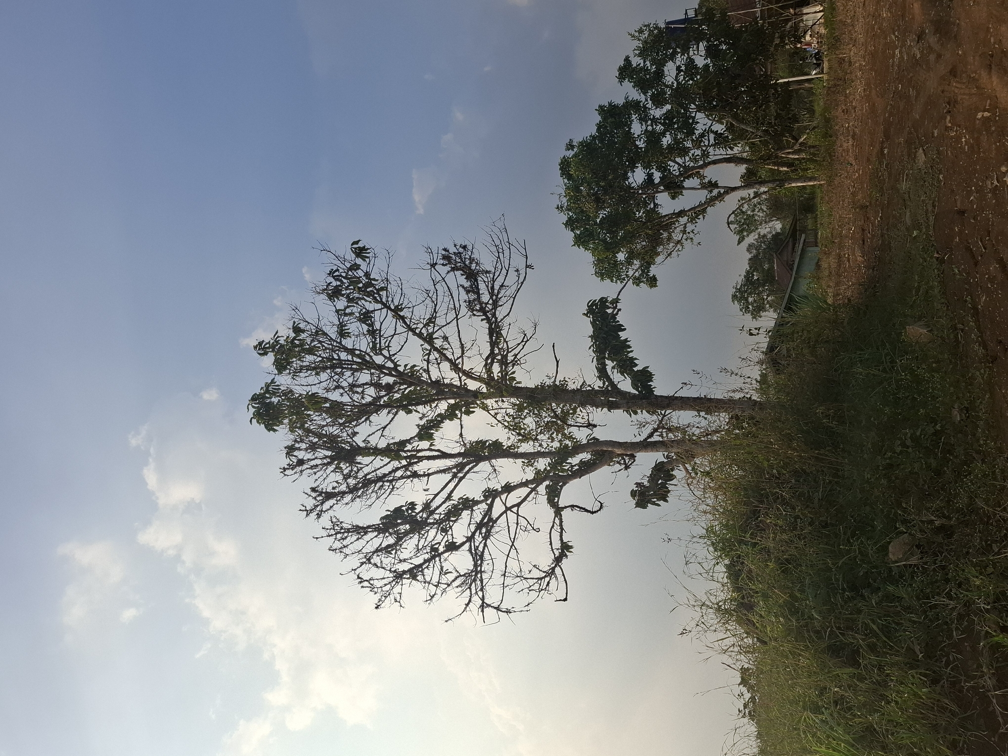 The image depicts an outdoor scene in Kutasirna, Indonesia, characterized by a clear sky with scattered clouds. In the foreground, a mound of overgrown grass and vegetation leads to a dirt path. Dominating the center of the frame are two trees. The larger tree on the left is mostly bare with sparse leaves, while the tree to its right is fuller with green foliage. In the background, a few structures, likely houses or farm buildings, are visible amidst more trees and vegetation. The lighting suggests it could be late afternoon or early morning. No people or animals are present in the image.