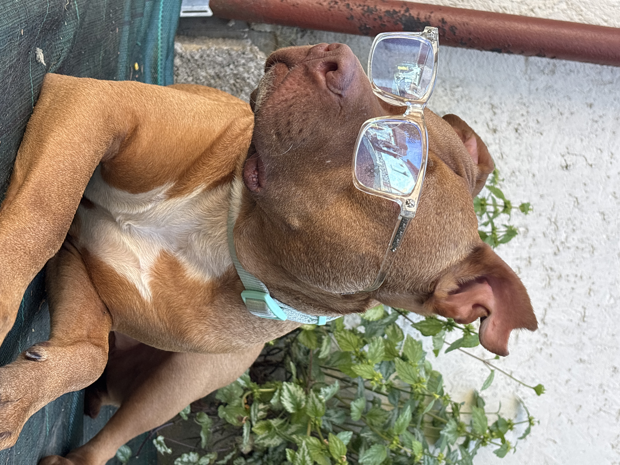 A reddish-brown dog with a light blue collar is lying down with a pair of clear glasses resting on its nose. The dog is lying on a green surface, and there is greenery beneath its head. Behind the dog is a white wall and a rusty red pipe. The reflections in the glasses suggest the setting is likely the city of Lom, Bulgaria.
