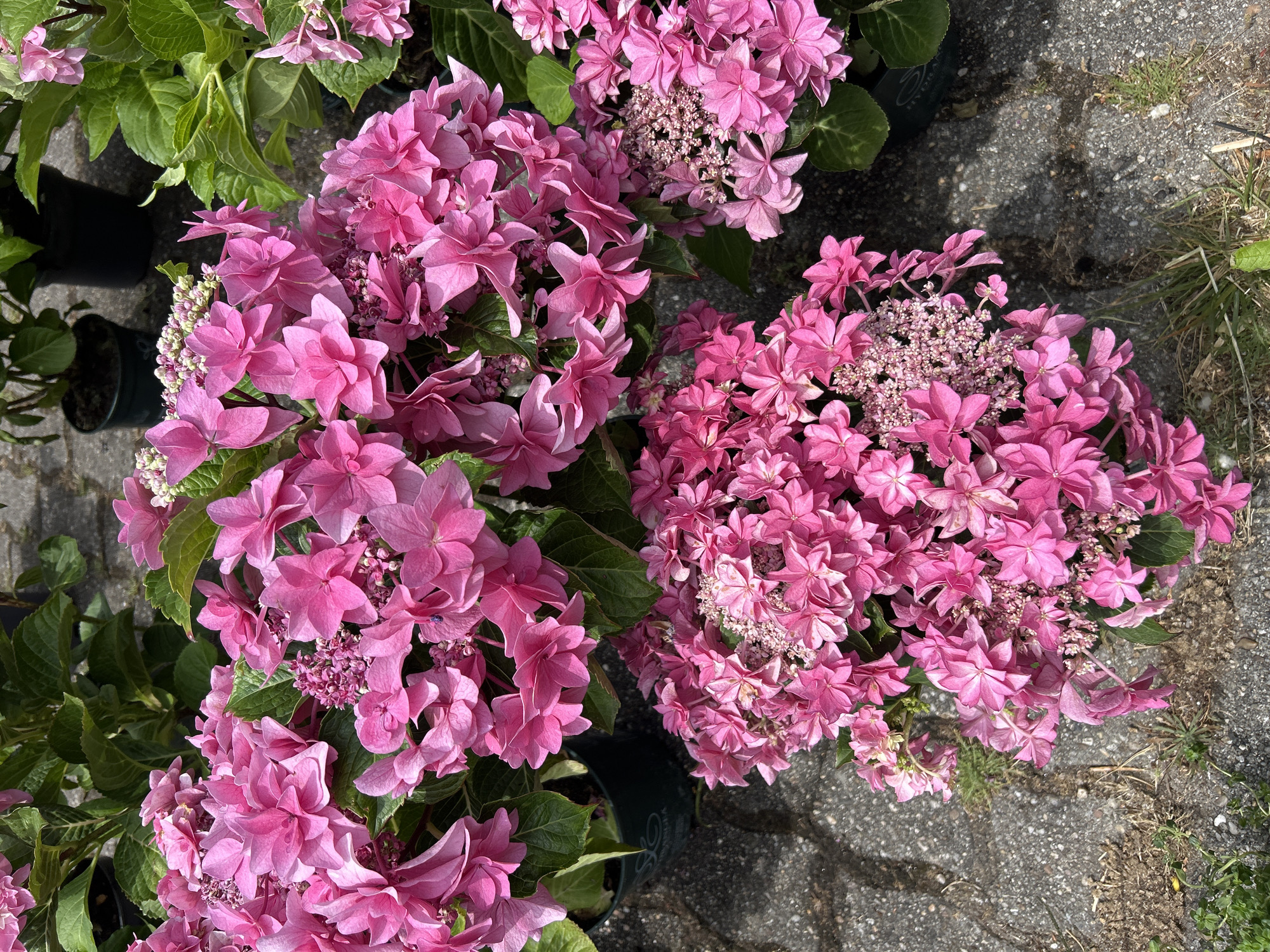 The image shows a close-up view of several potted pink hydrangeas. The flowers are vibrant and appear to be in full bloom, with many delicate petals. The hydrangeas are arranged in pots, which are partially visible, suggesting they are likely displayed for sale or in a garden setting. The ground beneath the plants is paved with grey interlocking bricks. Some dry grass and small weeds are growing between the bricks, indicating an outdoor location, possibly a garden center or a street with greenery. The lighting suggests it is daytime. The scene is devoid of any people or animals.