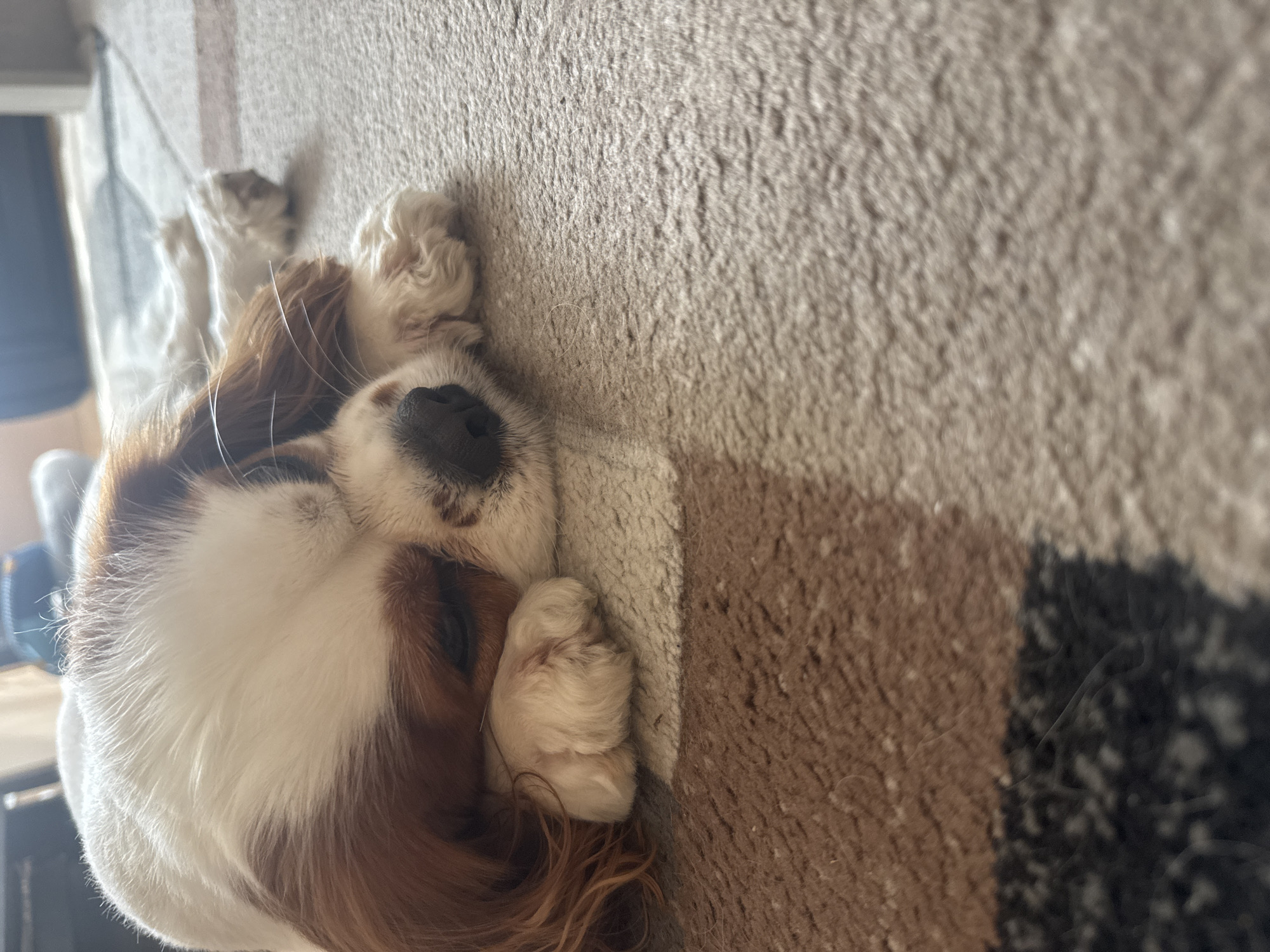 A close-up, sideways-oriented shot shows a Cavalier King Charles Spaniel resting its head on a carpet. The dog's coat is predominantly white with brown patches around its ears and eyes. The dog's eyes are closed, and it has a black nose and wrinkled paws. The carpet is a mix of tan, brown, and gray colors. The background is blurred, with a glimpse of a blue object. The location cannot be determined to be in the city of Plovdiv, Bulgaria, based on the image.
