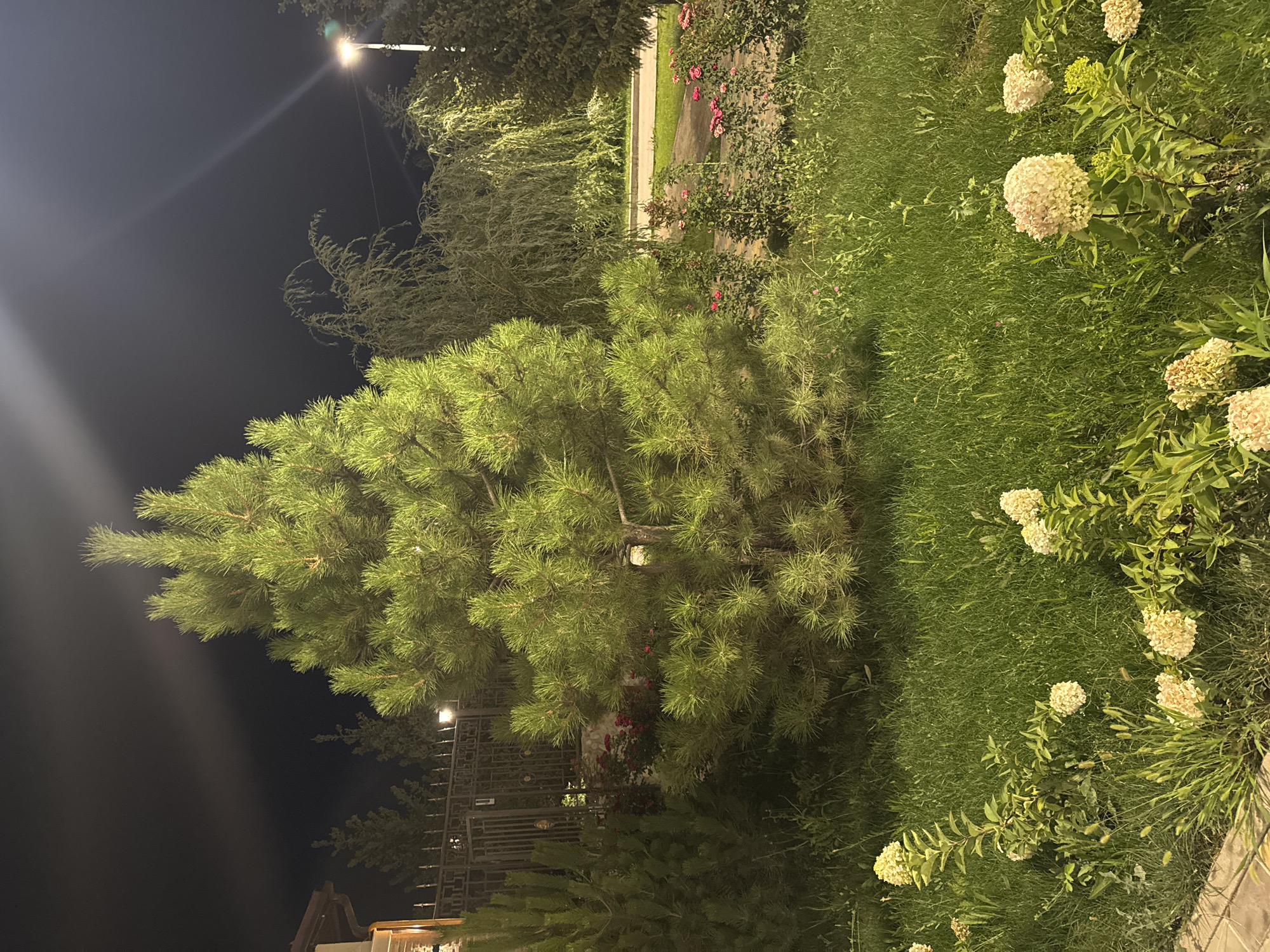 A nighttime, eye-level, outdoor shot captures a well-lit garden with a large pine tree as the central focus. The tree, with its dense green needles, is illuminated by artificial lights, giving it a vibrant, almost glowing appearance. In the foreground, manicured green grass is dotted with clusters of white hydrangea flowers. To the left, a portion of a house with a brown roof and a black metal fence is visible, suggesting a residential setting. Behind the pine tree, a weeping willow with long, cascading branches adds a contrasting texture to the scene. Further in the background, more trees and a street light are faintly visible, indicating the presence of a road or pathway. The sky is dark, with a bright light beam extending diagonally from the upper right corner. The overall impression is that of a serenely illuminated garden, possibly in a suburban or park-like area of Talgar, Kazakhstan.