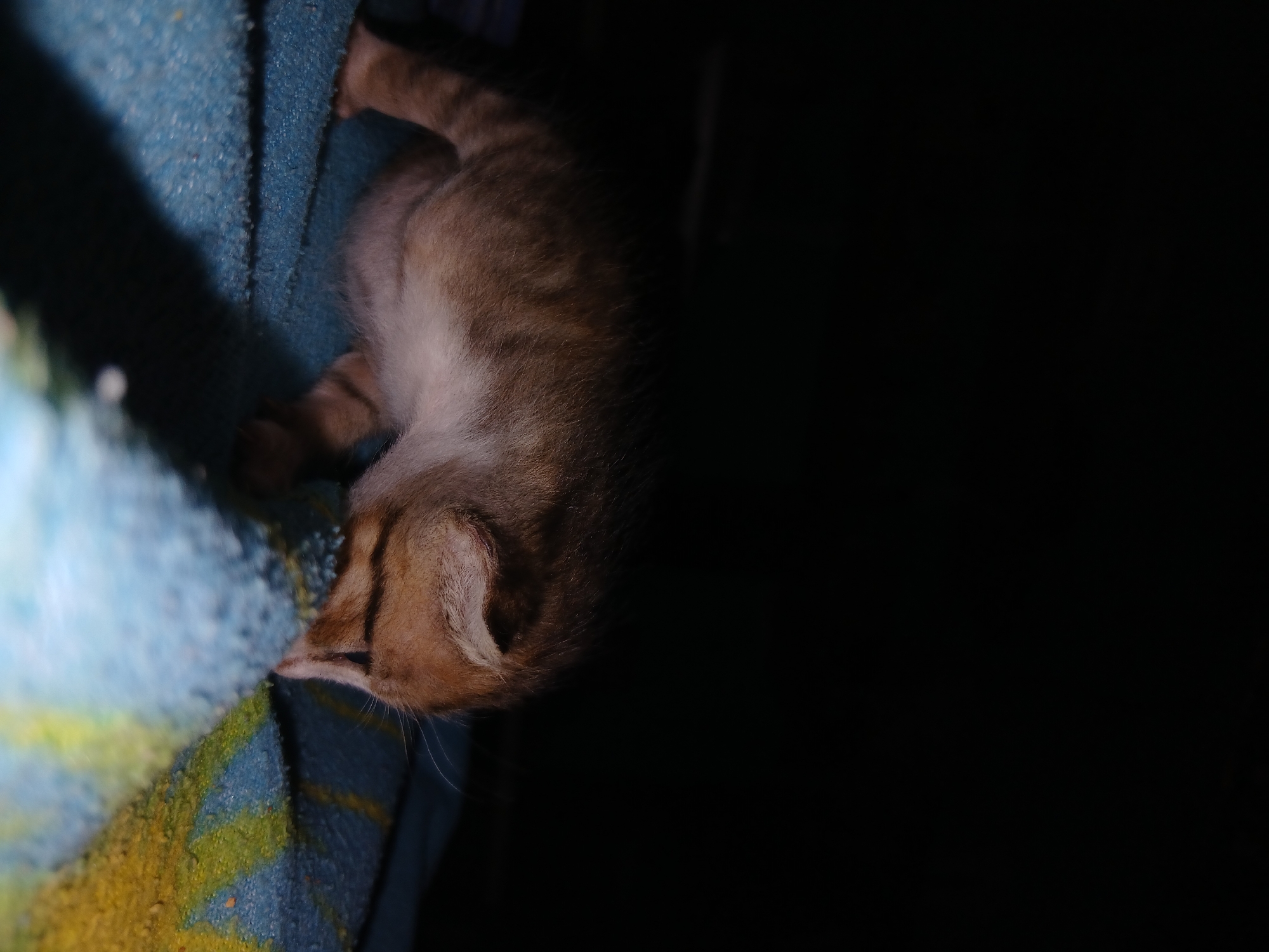 The image captures a small, light brown and white kitten resting peacefully on a textured blanket in Altagracia, Venezuela. The kitten is positioned diagonally on the left side of the frame, its head pointed towards the bottom left corner. Its fur shows subtle tabby-like stripes and patches of white, particularly on its underbelly. The kitten appears to be asleep or deeply relaxed, with its eyes closed or nearly closed.
The blanket underneath the kitten is a vibrant blue with distinct patches of yellow, possibly a painted or dyed pattern, and has a soft, fibrous texture. A strong, focused light source illuminates the kitten and this part of the blanket, creating a sharp contrast with the rest of the scene. The entire right half and a significant portion of the top of the image are enveloped in deep shadow or complete darkness, suggesting low-light conditions, such as nighttime, or a highly localized illumination. There are no other visible subjects, objects, or discernible activities apart from the kitten's repose. No text is visible in the image. The scene evokes a sense of tranquility and warmth surrounding the sleeping animal.