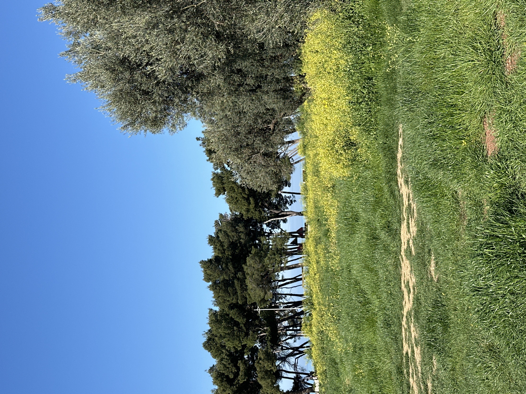 The scene is Šušanj, Montenegro, featuring a clear blue sky above a row of tall, dark green pine trees along the coast. Adjacent to the trees is a field of green grass interspersed with patches of yellow wildflowers. A dirt path cuts through the field. At the top of the image, a large, full-leafed olive tree stands. The focus is on the natural landscape, with no people or distinct objects prominently visible.