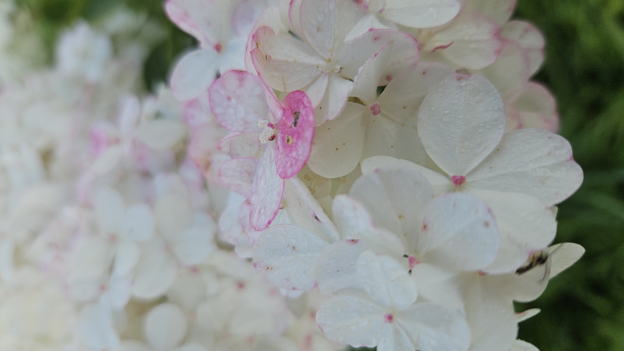 A close-up, vertical, eye-level shot captures a cluster of white hydrangea flowers with delicate pink-tinged edges. Small water droplets are visible on the petals, suggesting recent rain or dew. Some of the flowers have tiny dark insects on them. In the background, the green foliage of the hydrangea bush is slightly out of focus. The lighting is soft and diffused, highlighting the intricate details of the flowers. The scene is devoid of human presence and appears to be in a natural outdoor setting, potentially a garden in Kapūņi, Latvia.