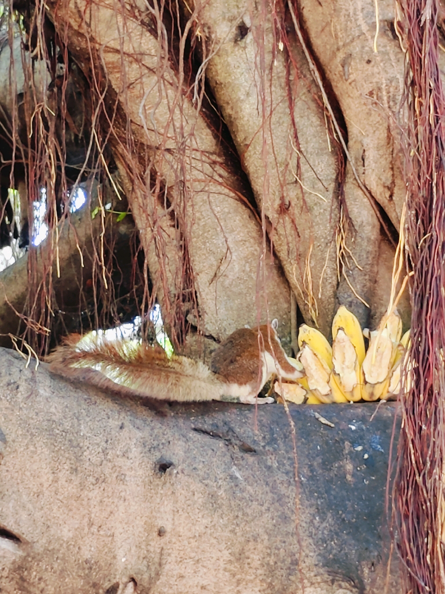 A tree squirrel is perched on a branch, nibbling on a bunch of bananas. The squirrel is small with brown and white fur and a bushy tail. The bananas are yellow and appear to be ripe. The tree has thick, gnarled branches and hanging roots, characteristic of a banyan tree. The background is blurred, but appears to be a natural outdoor setting. This scene is likely located in an area with abundant vegetation, possibly a park or garden, within Phra Nakhon Si Ayutthaya City Municipality, Thailand, where such wildlife and flora are common.