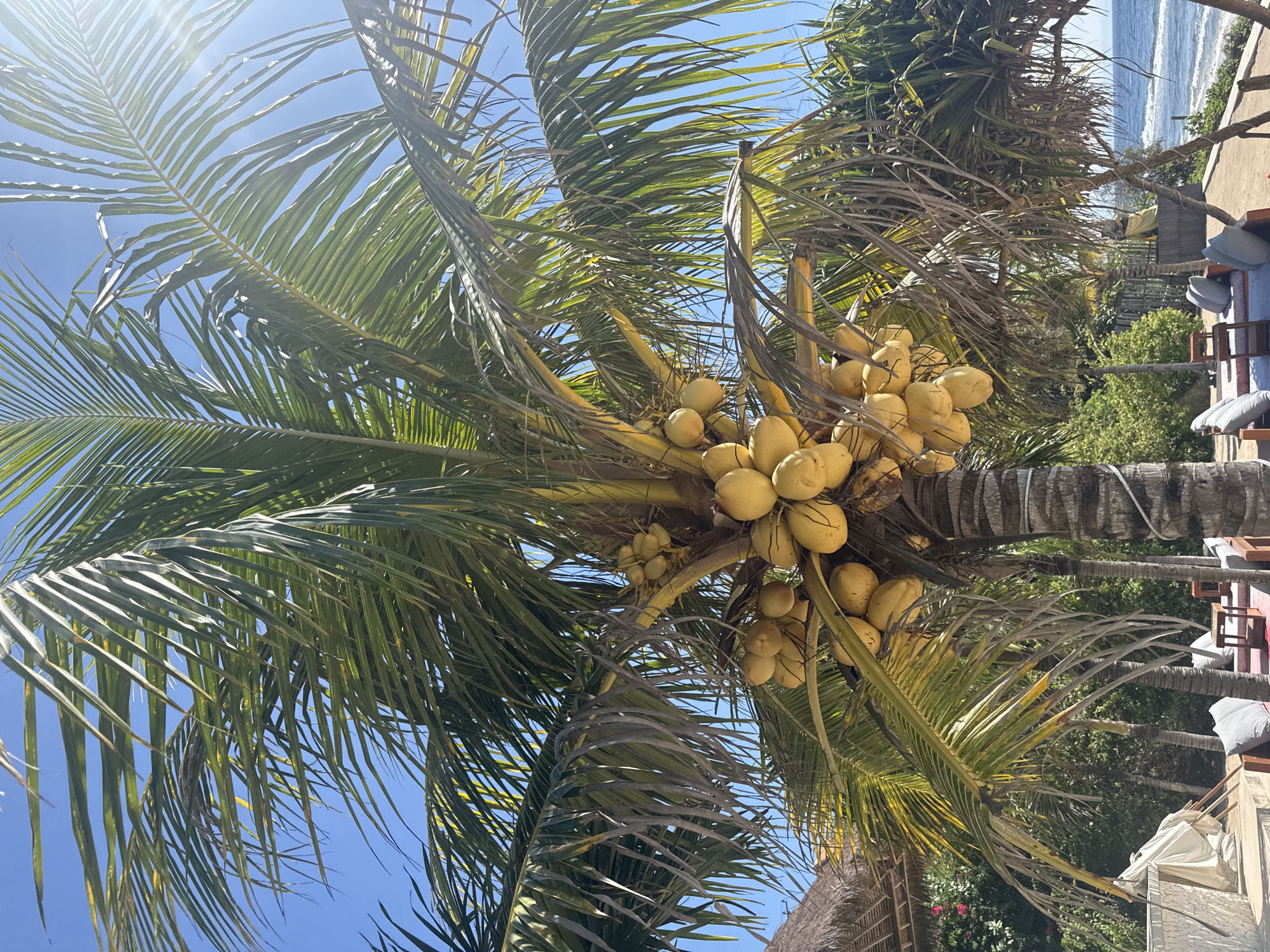 A vibrant, sunlit vertical shot captures a heavily laden coconut palm tree against a clear, azure sky in Nusa Penida, Indonesia. The central palm features a rugged, segmented trunk and numerous green fronds, some exhibiting yellowish or dried sections. Clustered tightly beneath the fronds are numerous, mature, yellow-golden coconuts. A distinct sun flare radiates from the upper right quadrant of the sky. In the background to the right, the blue ocean with visible white breaking waves extends towards the horizon. The lower portion of the image reveals an outdoor lounge area featuring multiple sets of wooden seating frames with light grey cushions and small, dark wooden side tables, situated on a reddish ground surface. To the left, a partial thatched roof structure, dense tropical foliage, and a white covered structure are visible. No people are present in the scene.