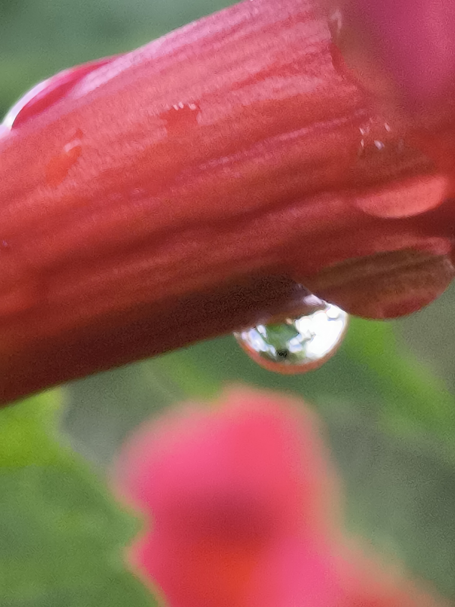 This is a close-up, macro photograph of a red flower petal with a water droplet clinging to its underside. The petal is a vibrant red with subtle variations in tone, suggesting a smooth, waxy texture. Tiny white highlights are visible on the petal's surface, indicating the presence of moisture or dew. The water droplet is perfectly spherical and clear, reflecting the surrounding environment in its surface. The background is a soft, out-of-focus blur of green foliage and a softer, pinkish hue that appears to be another part of the flower or a nearby bloom. The lighting is soft, highlighting the details of the water droplet and the texture of the petal. There is no indication of any specific urban environment, people, or actions; the image is solely focused on the natural details of the flower and water droplet. It is not possible to determine the location within Klaipėda, Lithuania, based on the visual information provided.