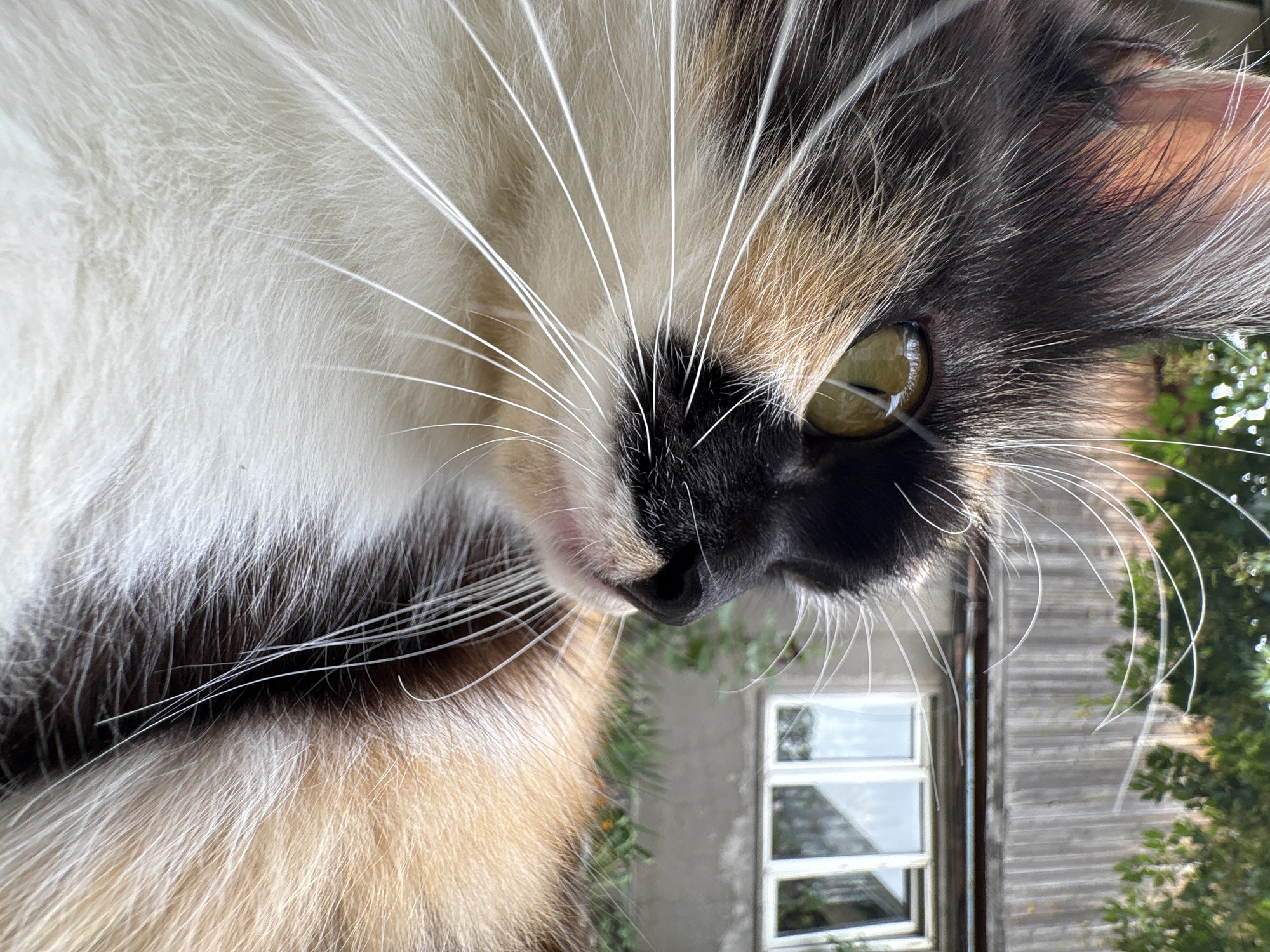 A close-up, low-angle shot focuses on the face of a calico cat with long, white whiskers. The cat's fur displays patches of black, white, and orange. Its yellow-green eye is visible, reflecting light. In the background, a weathered wooden fence and a building with white-framed windows are slightly out of focus. Green foliage and some grass are also present. The scene appears to be outdoors, possibly in a yard or garden area in Almaty, Kazakhstan.