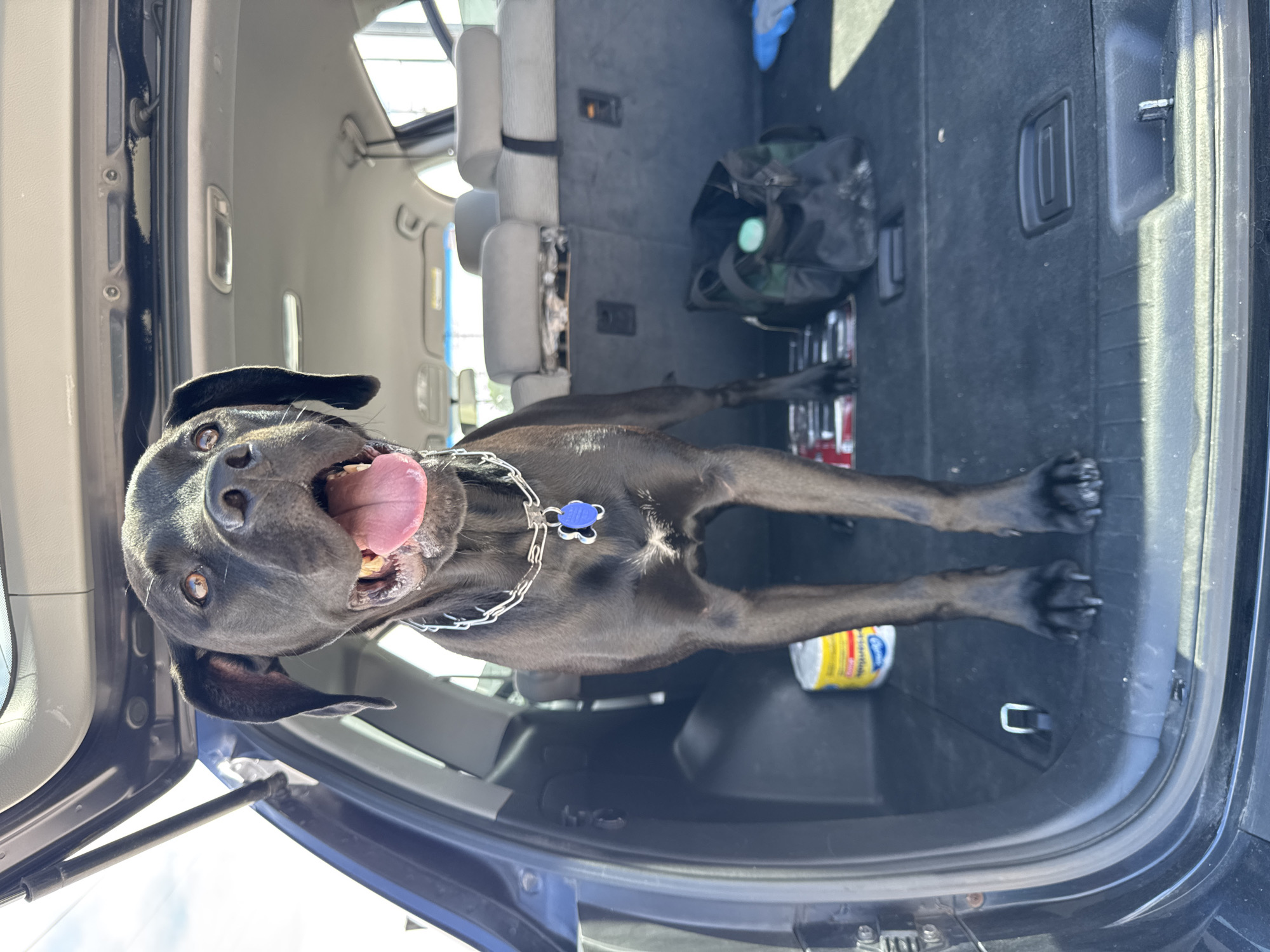 A black dog stands in the open trunk of a dark-colored SUV, looking towards the viewer. The dog has tan eyes and its mouth is open, with its pink tongue visible. It is wearing a silver chain collar with a blue tag. The interior of the SUV is visible, with gray seats in the background. A black bag with a green object inside, a yellow can, and what appears to be magazines or books are on the floor of the trunk. The scene appears to be outdoors, with sunlight illuminating the area. The image does not provide any specific details that would allow for pinpointing the location in the city of Wheeling, United States of America.