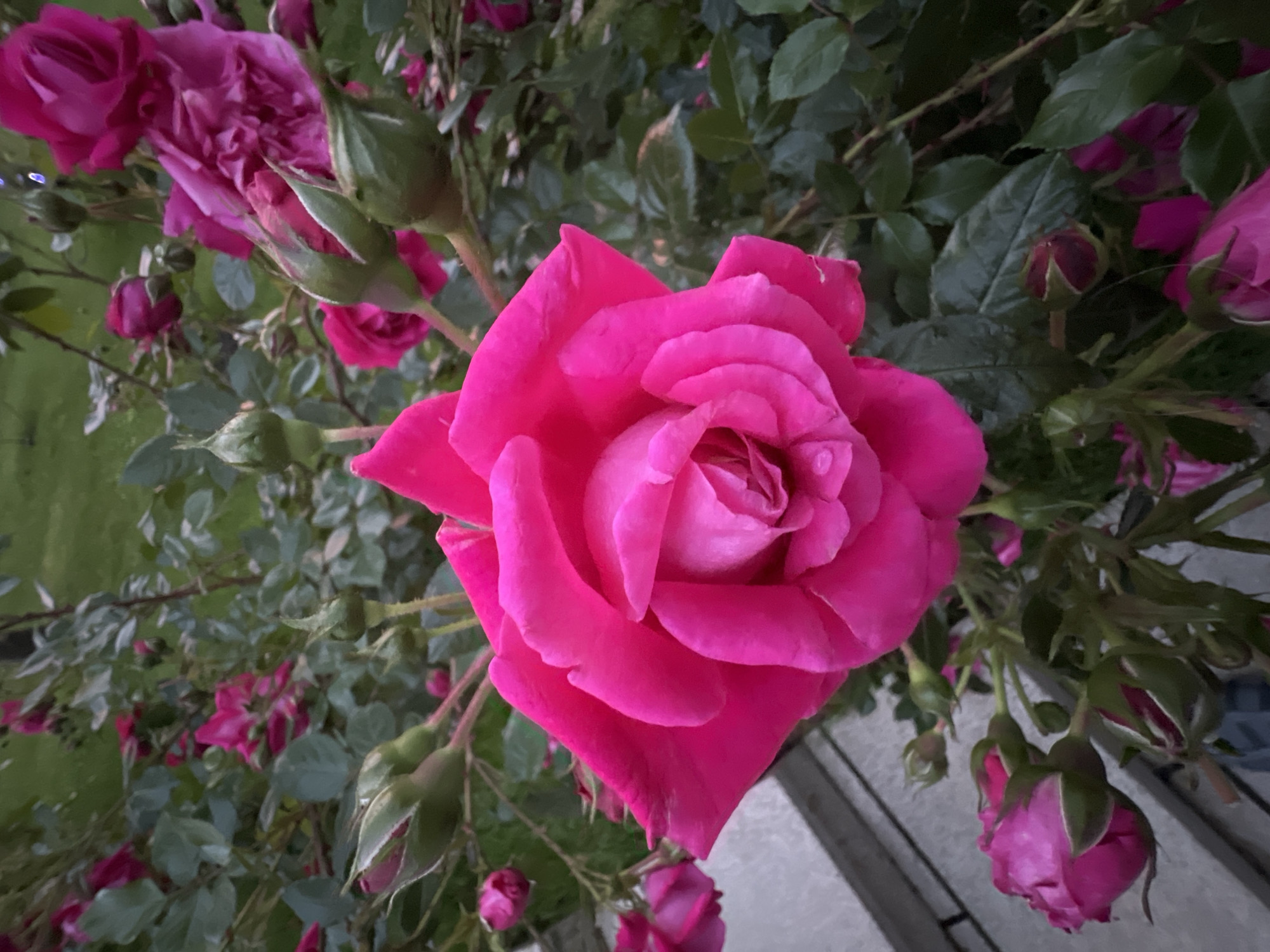 The image presents a close-up view of a vibrant fuchsia-pink rose in full bloom, centrally positioned and sharply in focus. The rose's numerous petals display rich, varied shades of pink, meticulously layered and unfurling from its core. Subtle hints of moisture may be visible on some petals.
Surrounding the prominent bloom is a lively collection of other roses and rosebuds, all sharing the same deep pink hue, suggesting a dense rose bush. Several rosebuds, still partially enclosed by their green sepals, are visible throughout the frame, indicating different stages of flowering. The background consists predominantly of the rose bush's lush green foliage, with leaves appearing in various shades of green and some showing signs of slight wear. In the upper left corner, out-of-focus green grass is visible, hinting at a garden or natural outdoor setting. A blurred, light-colored structure, possibly a fence or part of a building, occupies the lower right segment of the background.
The lighting is soft and diffused, suggesting either an overcast day, early morning, or late evening, as there are no harsh shadows and the colors remain rich and saturated. There is no human activity, visible text, or specific weather conditions indicated. The overall scene evokes natural beauty and serenity in a garden, consistent with a setting in Krasnodar, Russia.