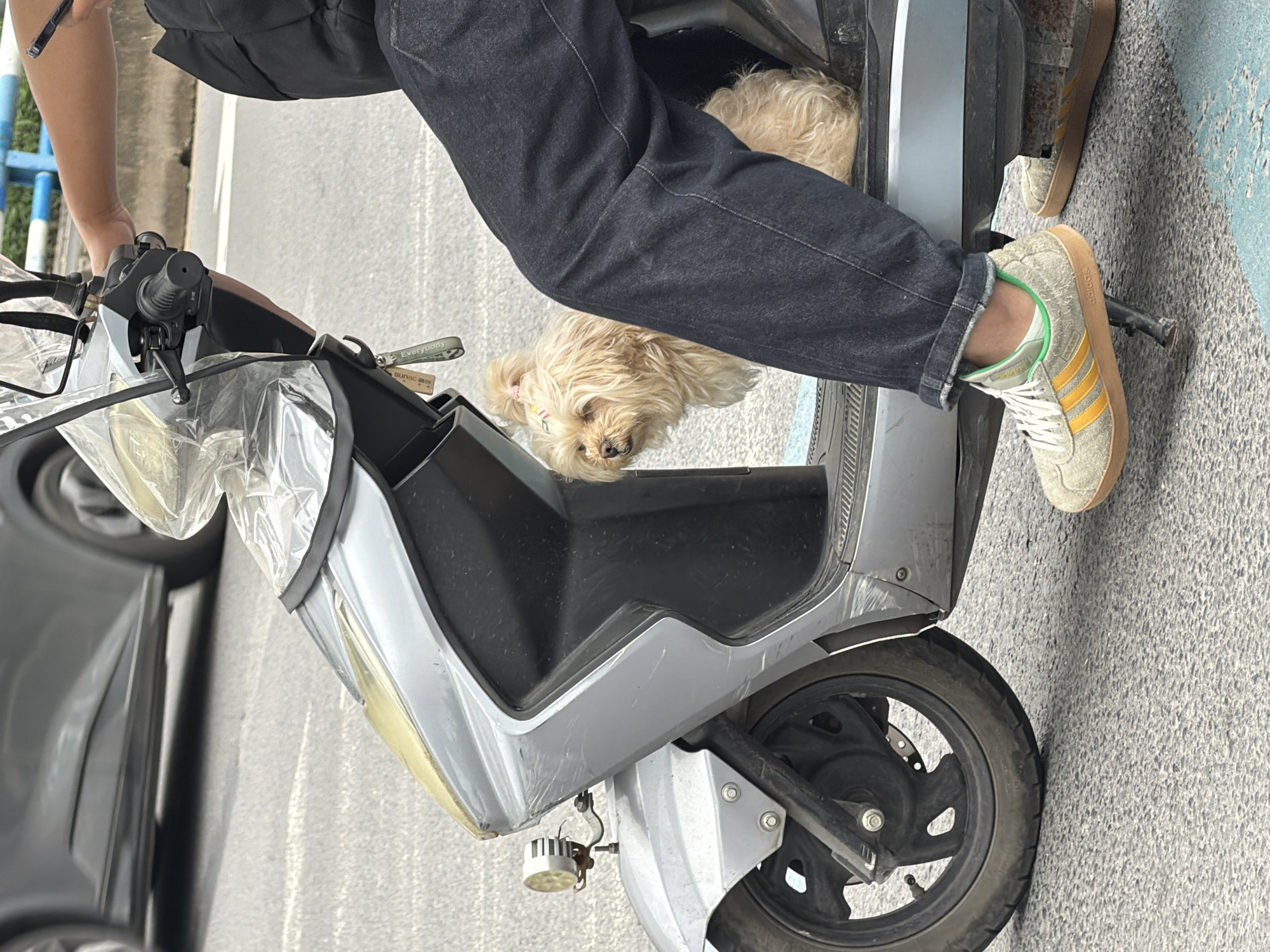 A motorcyclist is stopped on an asphalt road in Chongqing High-tech Zone, China. The rider, wearing dark jeans and light tan sneakers with yellow stripes and green trim, is seated on a grey scooter. A small, light-tan dog is nestled in the space between the rider's legs and the scooter's handlebars. A portion of a dark-colored car is visible on the left side of the frame. The scooter has clear plastic protective wrapping over the headlight and front section.
