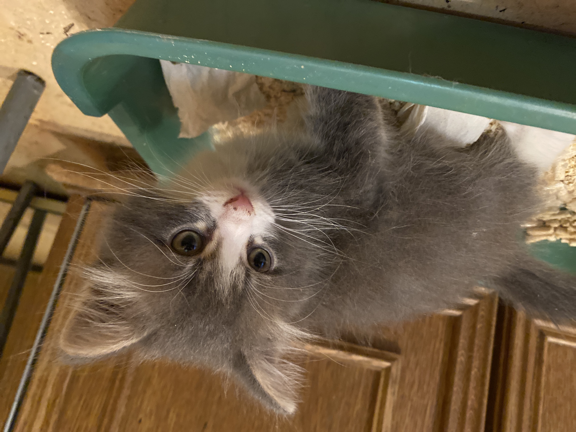 A fluffy grey and white kitten is the central subject of this close-up, indoor photograph, taken in Прикамский, Russia. The kitten's head and front paws are prominently featured, peeking over the edge of a green plastic litter box. Its body is partially obscured, suggesting it is either inside the litter box or resting on its edge. The kitten's head is tilted and rotated, giving it an upside-down appearance, and it gazes directly into the camera with large, dark, and curious eyes. It has a small pink nose, numerous long white whiskers, and perked-up ears with lighter fur on the inside.
The kitten's fur is a mix of soft grey and white, with the white marking its face and chest. Inside the green litter box, light-colored granular litter, possibly wood pellets, is visible, along with a crumpled piece of white paper or tissue. The background consists of a wooden surface, likely a door or cabinet, exhibiting panel detailing. A dark metal bar or frame is also partially visible on the left side of the frame. The lighting in the image is bright and even, indicative of either daytime indoors or well-lit artificial lighting. There is no visible text in the image.