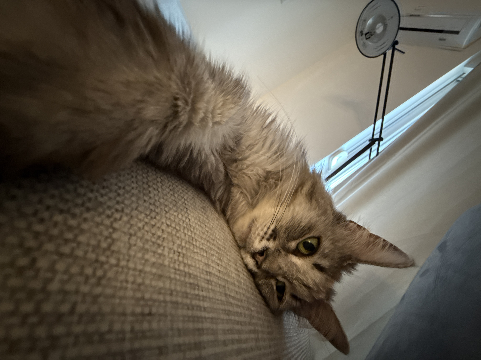 A long shot, low-angle indoor photograph shows a long-haired, grey tabby cat resting its head on a textured, grey upholstered surface, likely a couch or chair. The cat's left eye is open and green, while its right eye is partially closed, giving it a sleepy or relaxed appearance. Its long, fluffy tail extends out of frame to the left. To the upper left of the cat, a light fixture with a round shade and adjustable arm is visible, attached to a white wall or surface. The background includes a window with natural light streaming in, and sheer curtains. The overall lighting is soft and warm. The location is not specified.