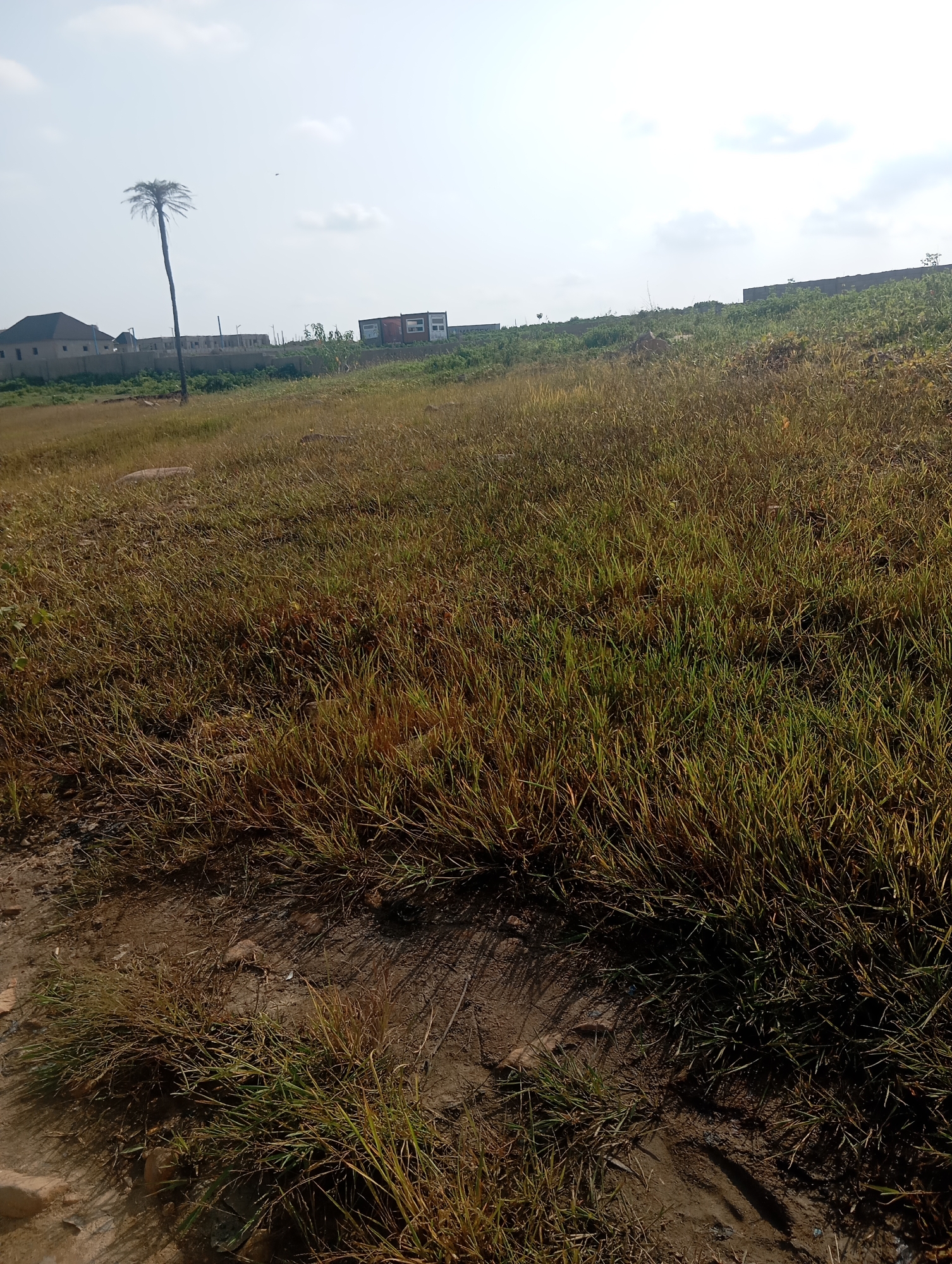 The image depicts an outdoor scene in Karsana 2, Nigeria, characterized by a dry, grassy field. In the background, a few buildings and a solitary, tall palm tree are visible. The sky is overcast. The foreground is dominated by patches of dry grass and bare earth, suggesting a somewhat arid or neglected environment. There are no people or animals present in the frame, and no discernible activity is taking place. The overall impression is one of an undeveloped or partially developed plot of land.