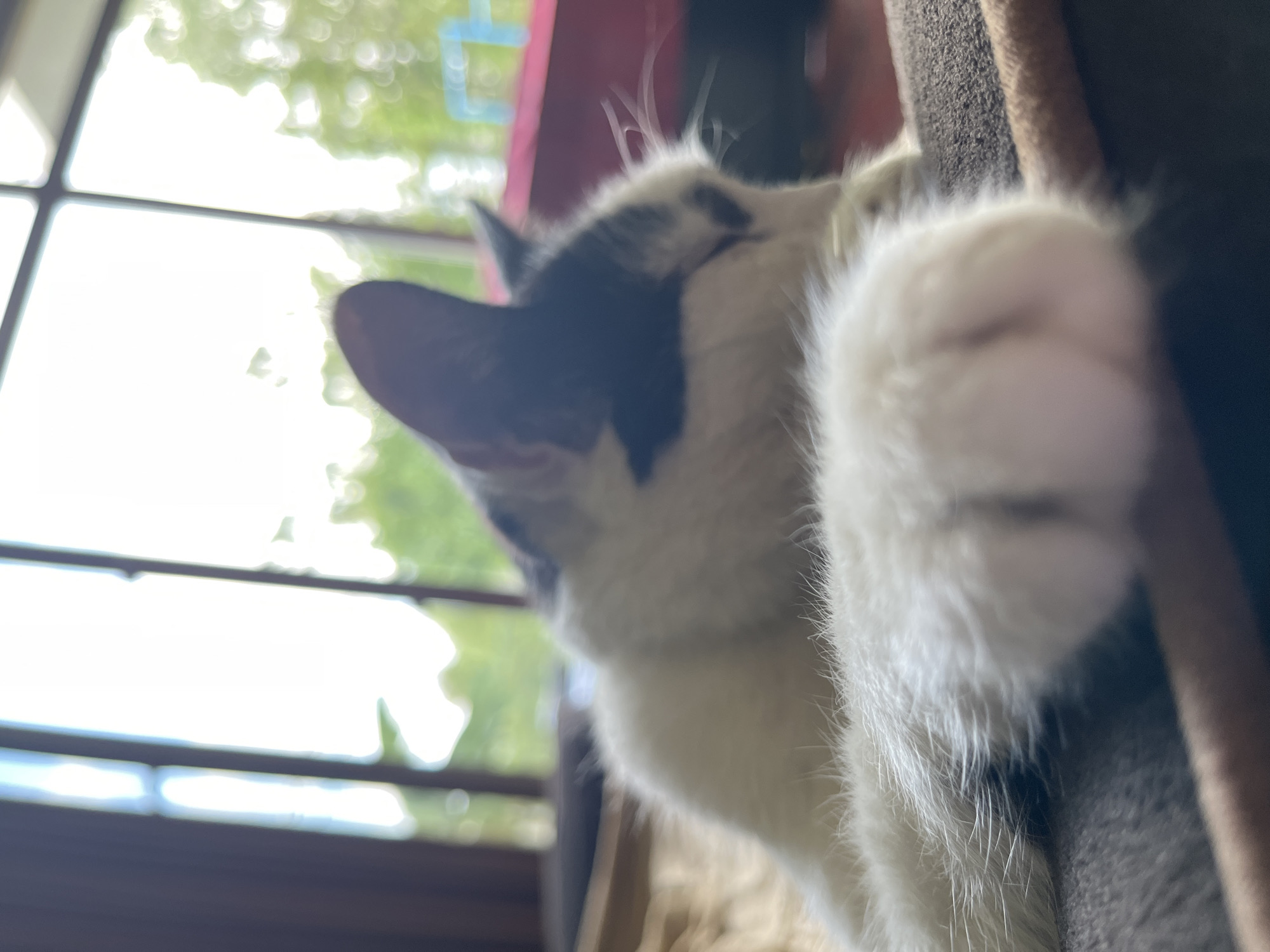 A black and white cat is lying down on a brown cushion. The cat is in the foreground and its face is slightly out of focus. The cat's paw is extended towards the camera. In the background, there is a window with a view of green trees and a bright sky. The scene appears to be indoors, possibly in a home. The location is specified as the city of Ureki, Georgia.