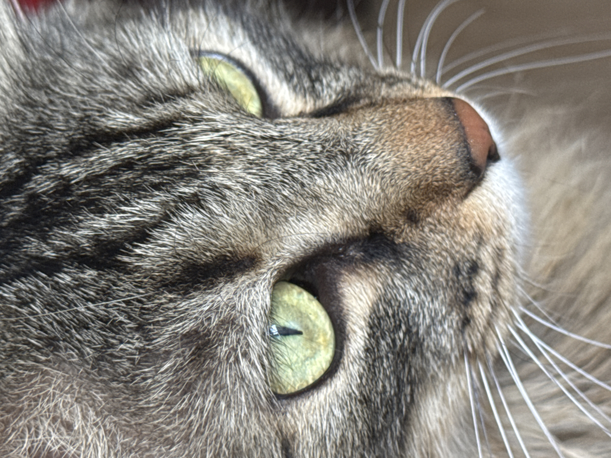The image is a close-up, low-angle shot of a cat's face, focusing on its eyes and surrounding fur. The cat has green eyes with vertical pupils, and its fur is a mix of gray, brown, and black stripes. The cat's whiskers are prominent and white. The background is out of focus, with a muted color palette. There is no indication of a specific location in Kholmsk, Russia, or any human presence.