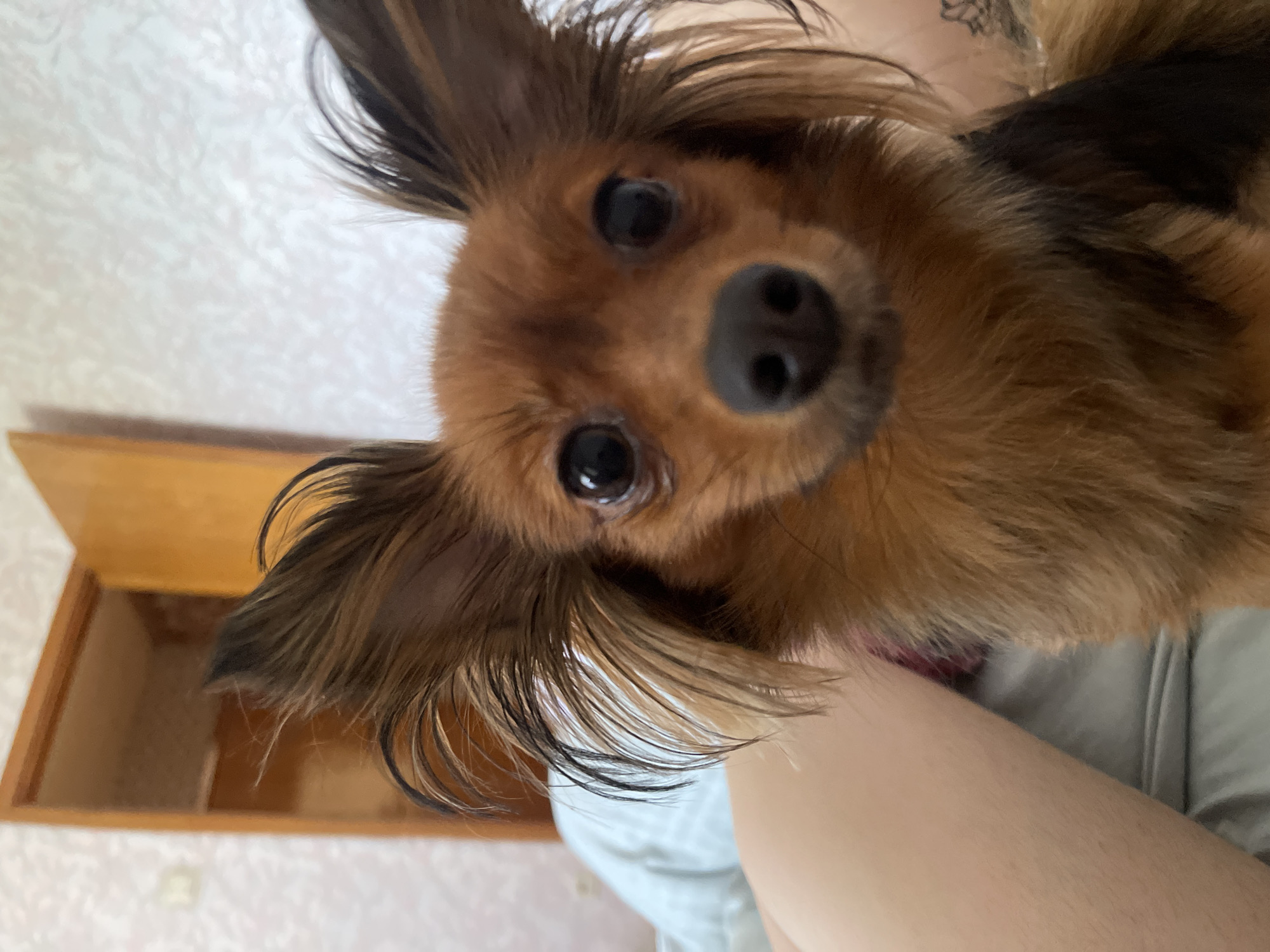 A close-up, eye-level shot captures a small, brown dog with large, upright ears and dark eyes. The dog is looking directly at the camera. To the left of the dog, a person's bare arm and leg are visible, resting on a grey surface, possibly a bed. In the background, a wooden door and a textured wall are present. The scene appears to be indoors, likely in a residential setting. The location is not specified to be in the city of Марковский, Russia.