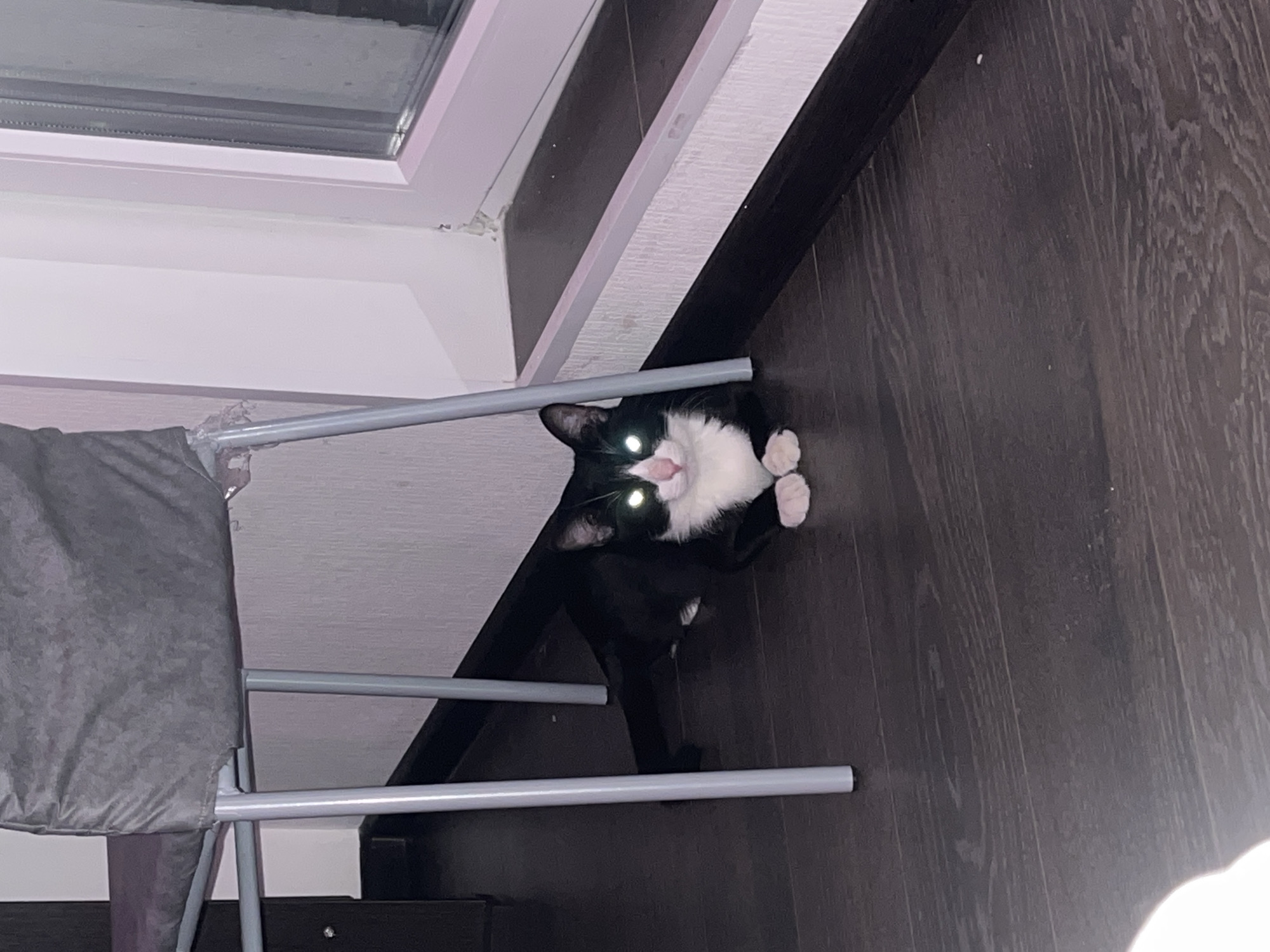 A black and white cat lies on a dark brown hardwood floor, positioned partially under a gray metal chair with a gray cushion. The cat's eyes reflect a bright green. Above the cat and chair is a white window frame and wall, which may or may not be in Saint Petersburg, Russia.