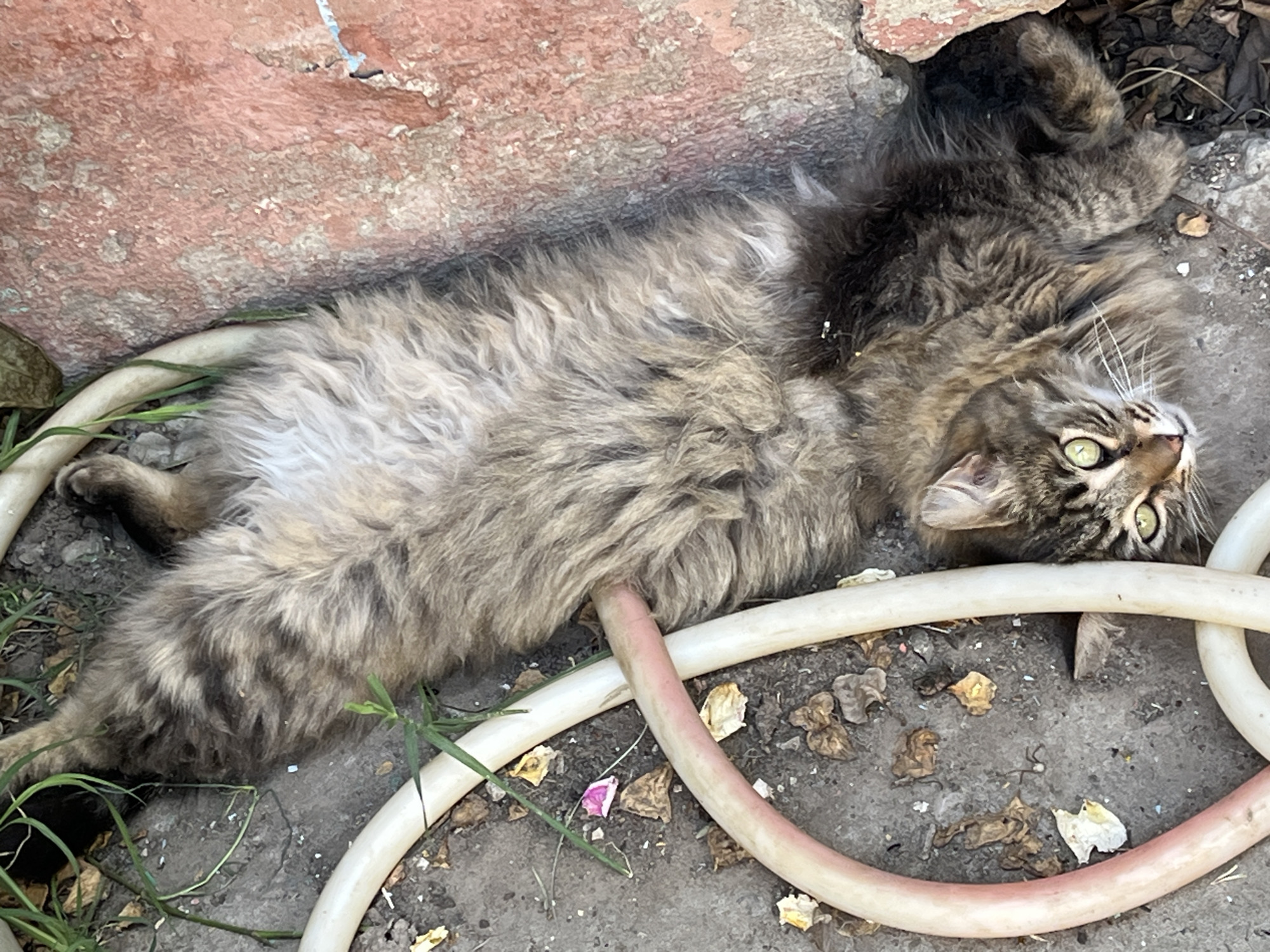 In Krasnyye Barrikady, Russia, a long-haired tabby cat is lying on its back on the ground, surrounded by garden hoses and debris. The cat has green eyes and is looking up at the camera. Its fur is a mix of brown, gray, and black. The ground is covered in dirt, leaves, and small pebbles. A pink and white garden hose is coiled around the cat, and another white hose runs across the frame. To the right, a rough, reddish-pink textured wall is visible, with some peeling paint. The scene appears to be an outdoor, possibly a garden or yard, area.