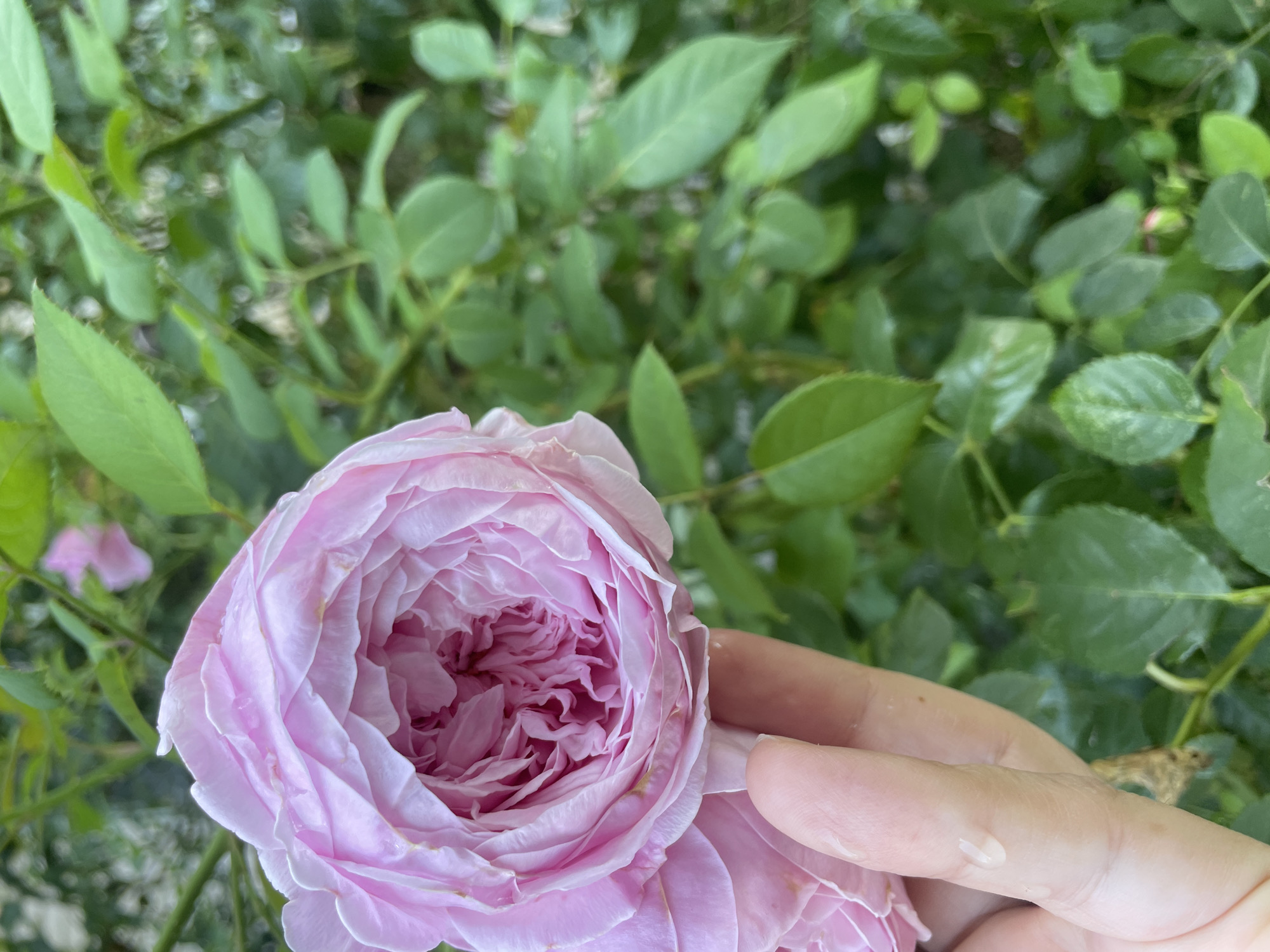 In Cherkessk, Russia, a close-up shot focuses on a delicate pink rose, its petals intricately layered and slightly dewy, suggesting it may have recently rained. The rose is held by a person's hand, their fingers gently supporting the bloom. The background is a blur of lush green foliage, typical of a garden setting in the city. The soft lighting hints at a natural outdoor environment, possibly a park or a private garden.