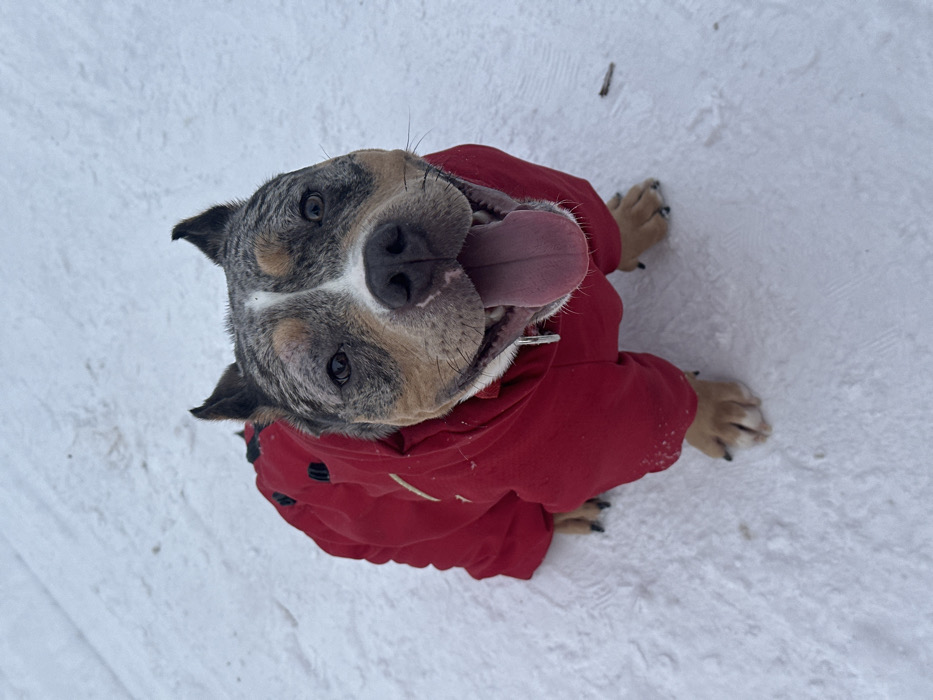 The scene depicts a medium-sized dog, consistent with an American Bully type, seated on a uniformly snow-covered surface in Saint Petersburg, Russia. The dog exhibits a blue merle coat pattern on its head and upper body, with prominent white markings on its muzzle, forehead, and chest. Its ears are cropped and stand erect. The animal is clad in a bright red, full-body winter suit featuring black circular details on its back. The dog faces the camera with an open mouth, its pink tongue extended, and an icicle visibly dripping from its lower jaw area. Its eyes are dark and directed forward. The ground is entirely covered in white, undisturbed snow, with a small dark stick or twig positioned on the snow to the right of the dog.