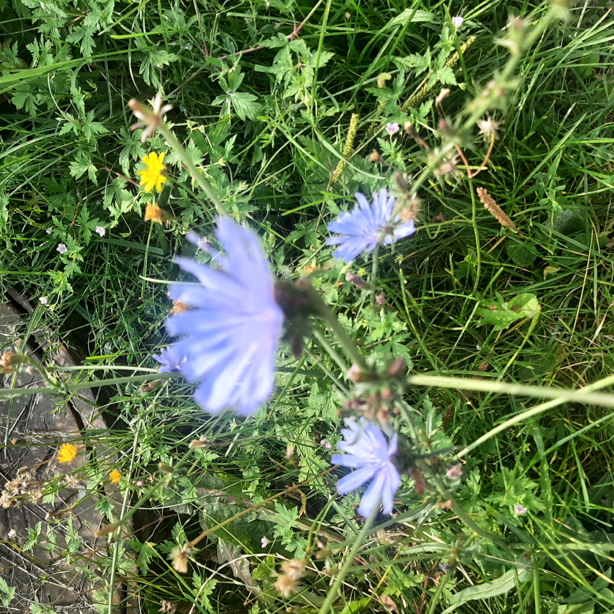 The image depicts a close-up view of a patch of wild plants, predominantly green grass and several blue chicory flowers. The flowers are the main subjects, with some in focus and others blurred due to the shallow depth of field. In the background, there's a hint of a wooden structure, possibly a boardwalk or deck, and scattered yellow wildflowers. The scene is outdoors, suggesting a natural or semi-natural setting like a park or meadow. The image does not contain any people, and no specific actions or interactions are evident. The environment is characterized by lush vegetation and dappled light, indicating it was likely taken on a sunny day. The composition is focused on the flora, highlighting the delicate structure of the flowers and the texture of the surrounding greenery. There is no information available to pinpoint the exact location within Minsk, Belarus.