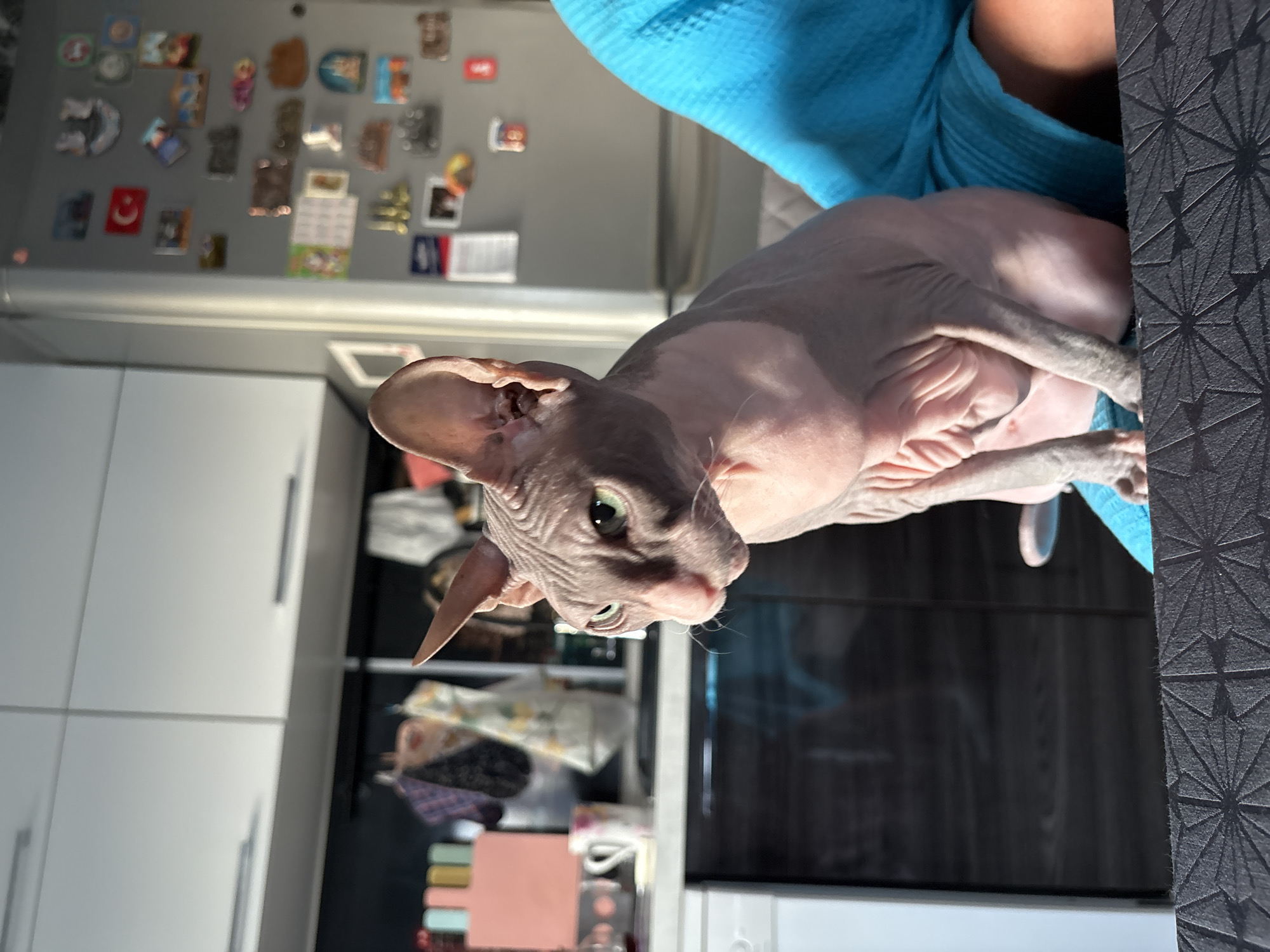 A sphynx cat is perched on a person's lap, viewed from the side. The cat is facing left, with its head turned slightly towards the viewer. Its skin is wrinkled and pinkish-grey. Its ears are large and pointed. The person is wearing a bright blue, textured garment. The background appears to be a kitchen area, with white cabinets above and dark cabinets below. On the right side of the image, a refrigerator is visible, decorated with numerous magnets, including one of the Turkish flag and several miniature landmarks. The lighting suggests it is daytime, with sunlight casting shadows. The scene is indoors, in what appears to be a residential setting. The location of Novaya Ivanovka, Russia, is not visually evident in the image.