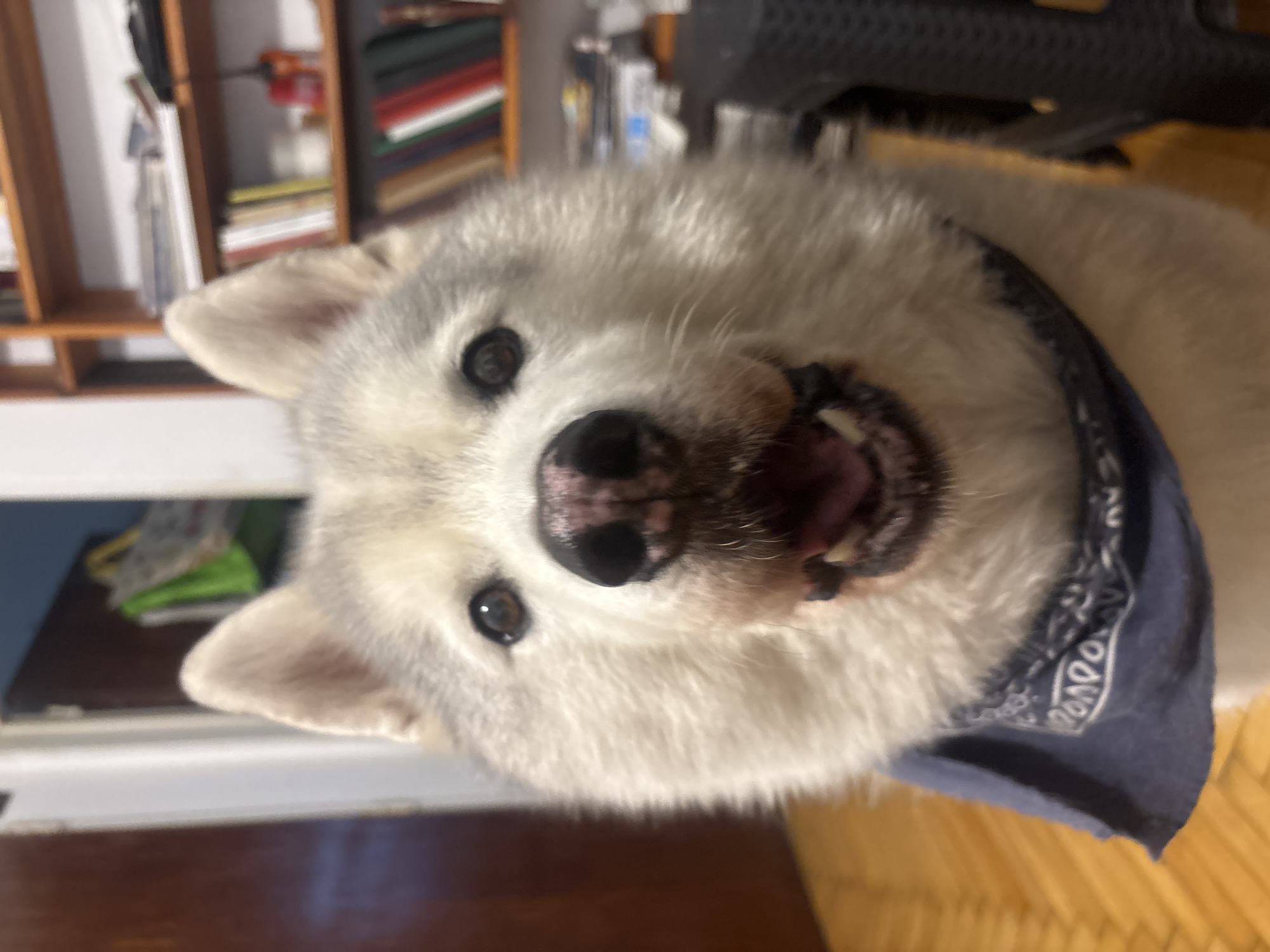 A close-up shot features a white and light gray dog with a blue patterned bandana. The dog's mouth is open, showing its teeth and tongue. The dog's face is angled to the left, and its eyes are focused on the camera. The background includes a bookshelf with books and a dark, possibly metallic object partially visible. The location is unknown.
