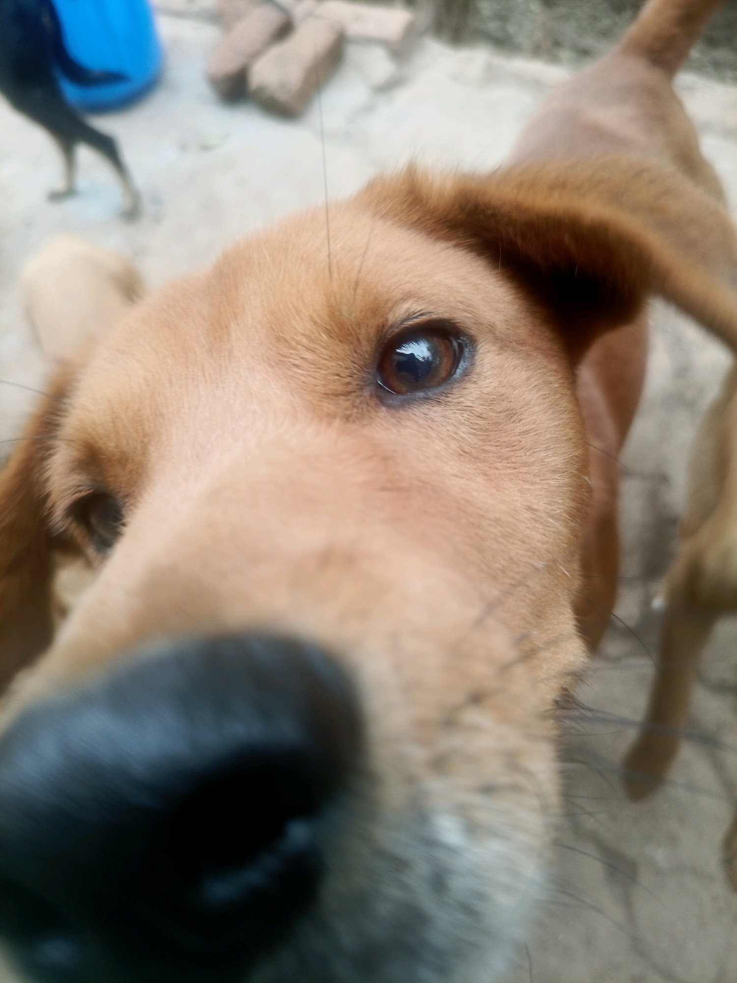 This close-up, low-angle, eye-level shot captures the face of a brown dog, possibly a terrier mix, in an outdoor setting. The dog's snout is in sharp focus, with its dark nose dominating the foreground. To the left, a blurry black and tan dog is visible, its hindquarters and tail in motion. In the background, a blue container and several brown, rectangular objects, possibly bricks, are partially visible. The ground appears to be made of concrete or compacted earth. The overall scene suggests a casual, outdoor environment, likely a yard or a communal area, where stray or domestic dogs might congregate in a rural or semi-rural location such as Chiswe, Malawi.