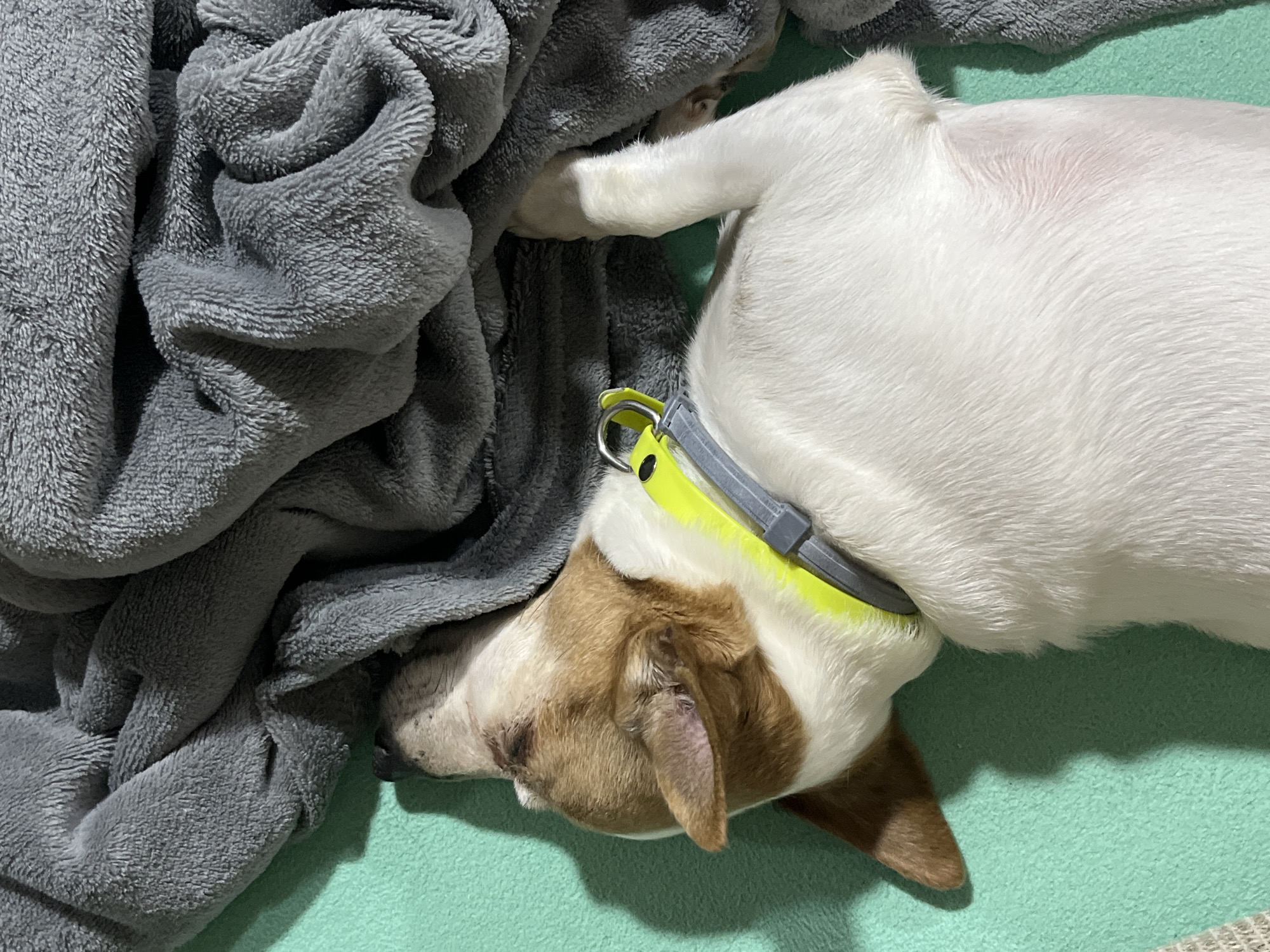 A dog is sleeping on a turquoise surface next to a gray, plush blanket. The dog is mostly white with brown markings on its head and ears. It is wearing a yellow and gray collar. The scene is indoors. The location is not discernible from the image.